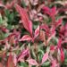 nadreli Nandina Red Light Close up foliage scaled b257daba