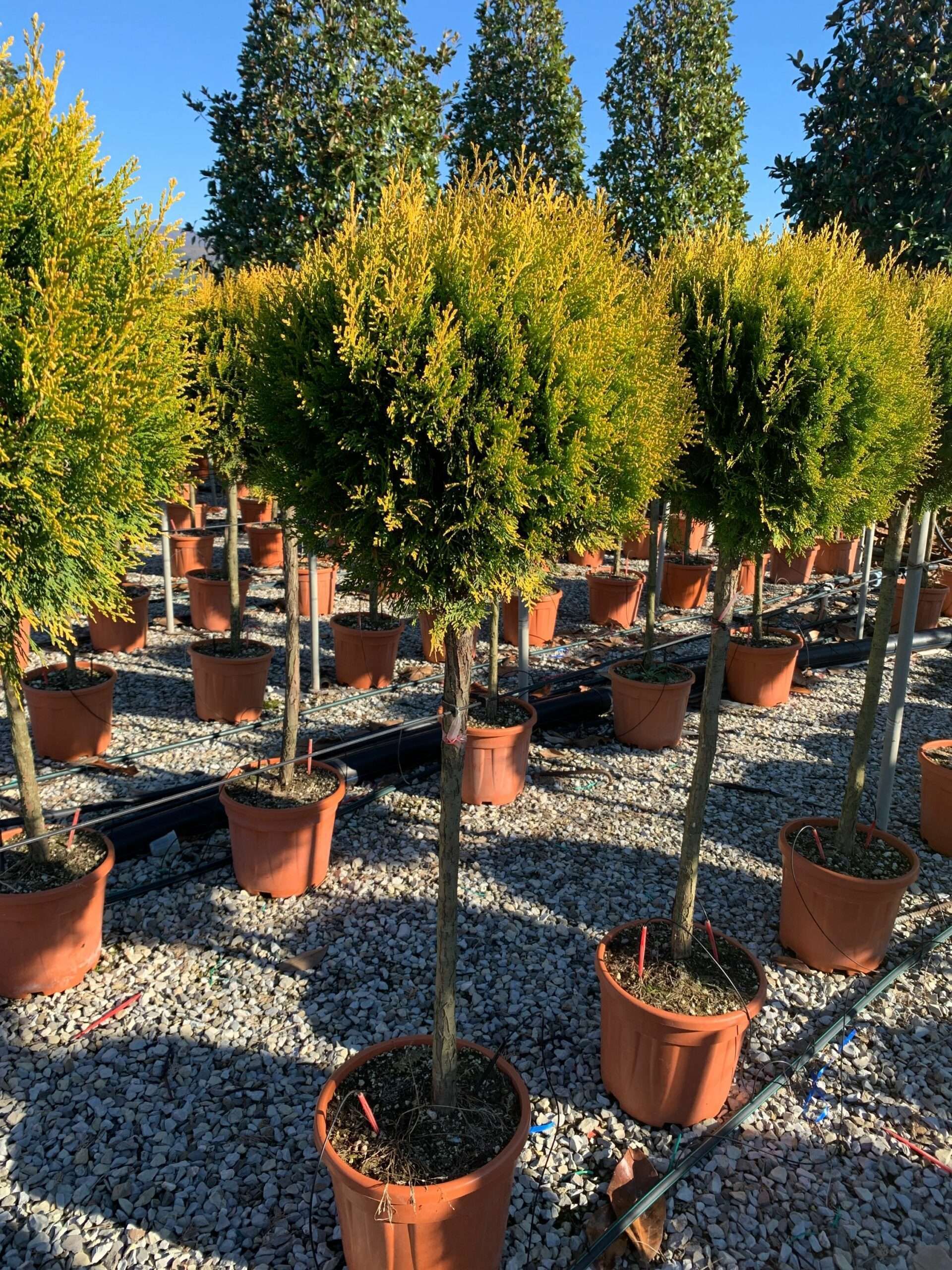 1637746496 scaled b3aa1e33