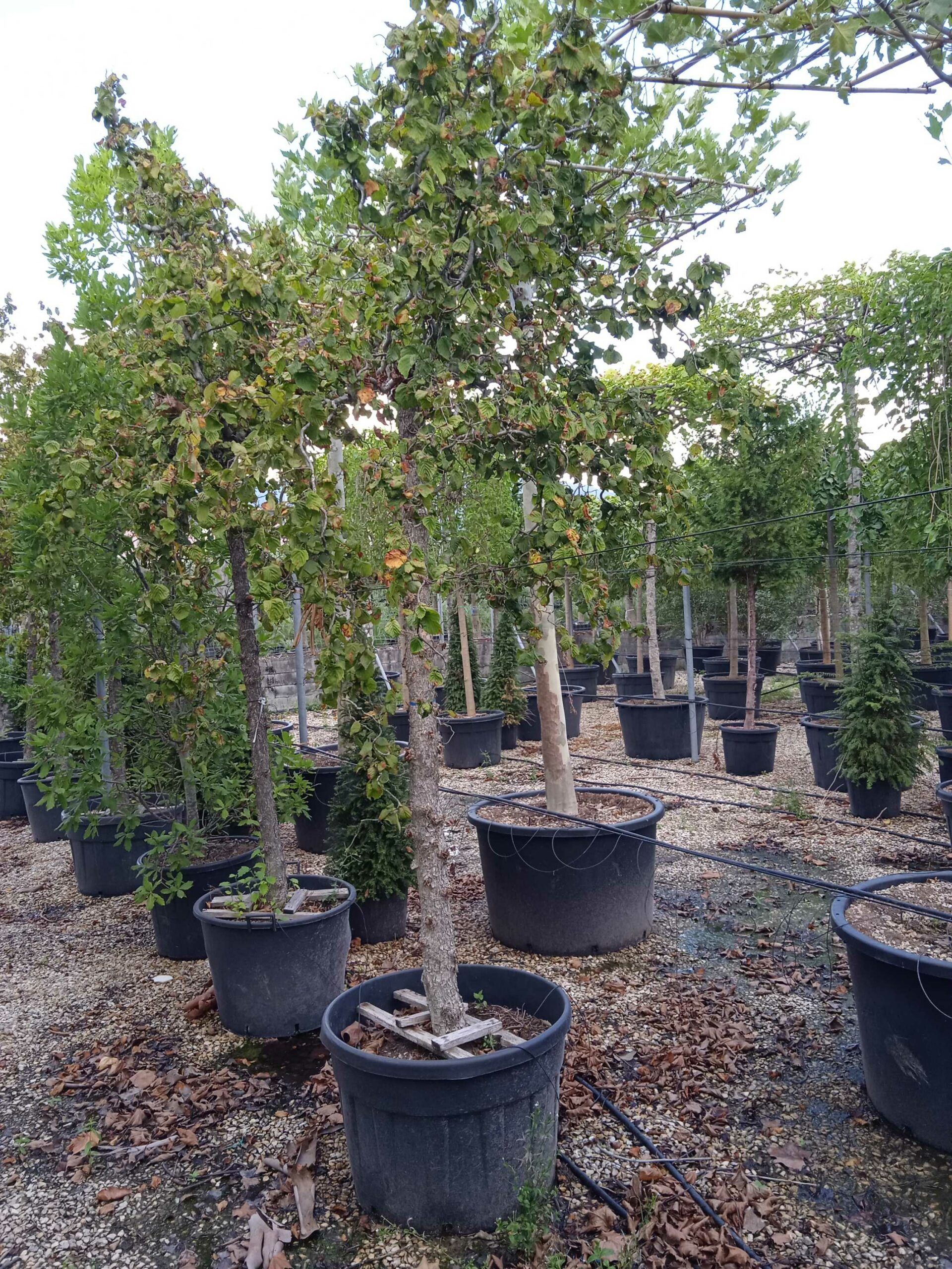 1661779611 scaled b3f521be