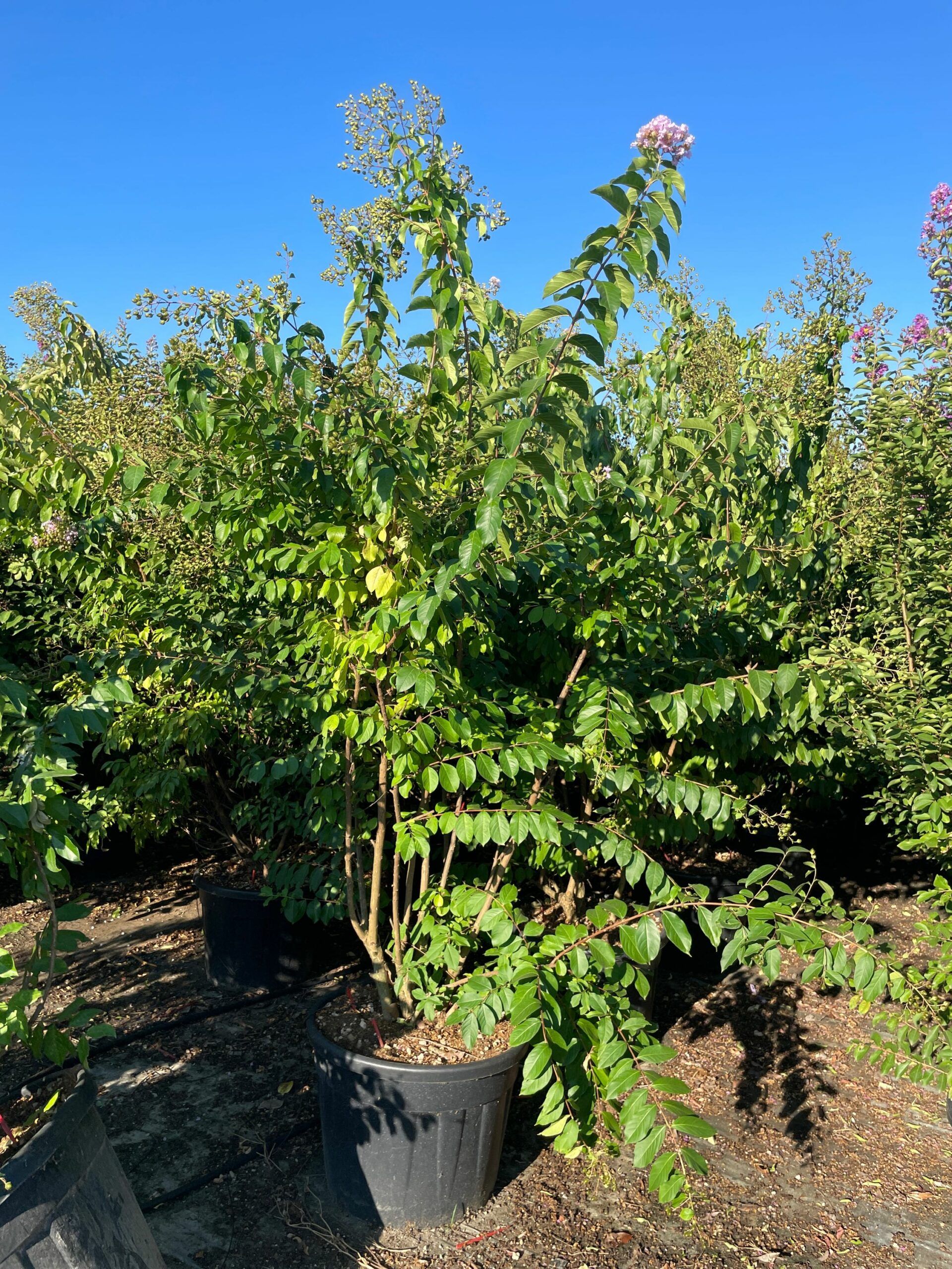 1692772527 scaled b33084d3