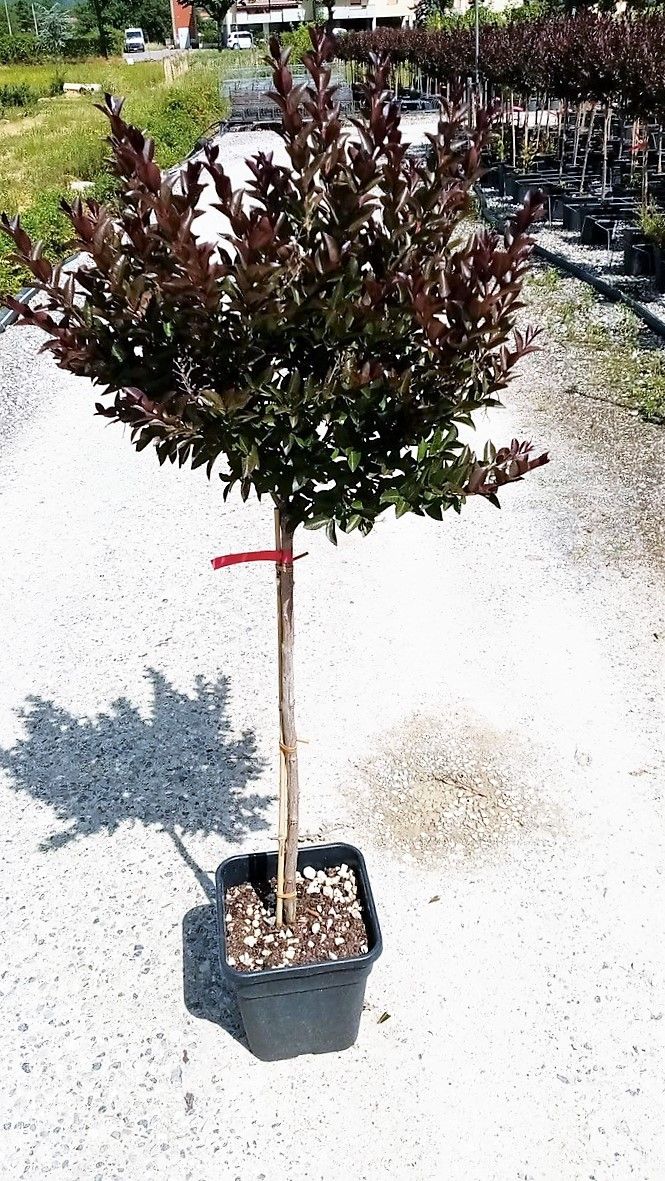 1654598045 asdf 1 b4523e16