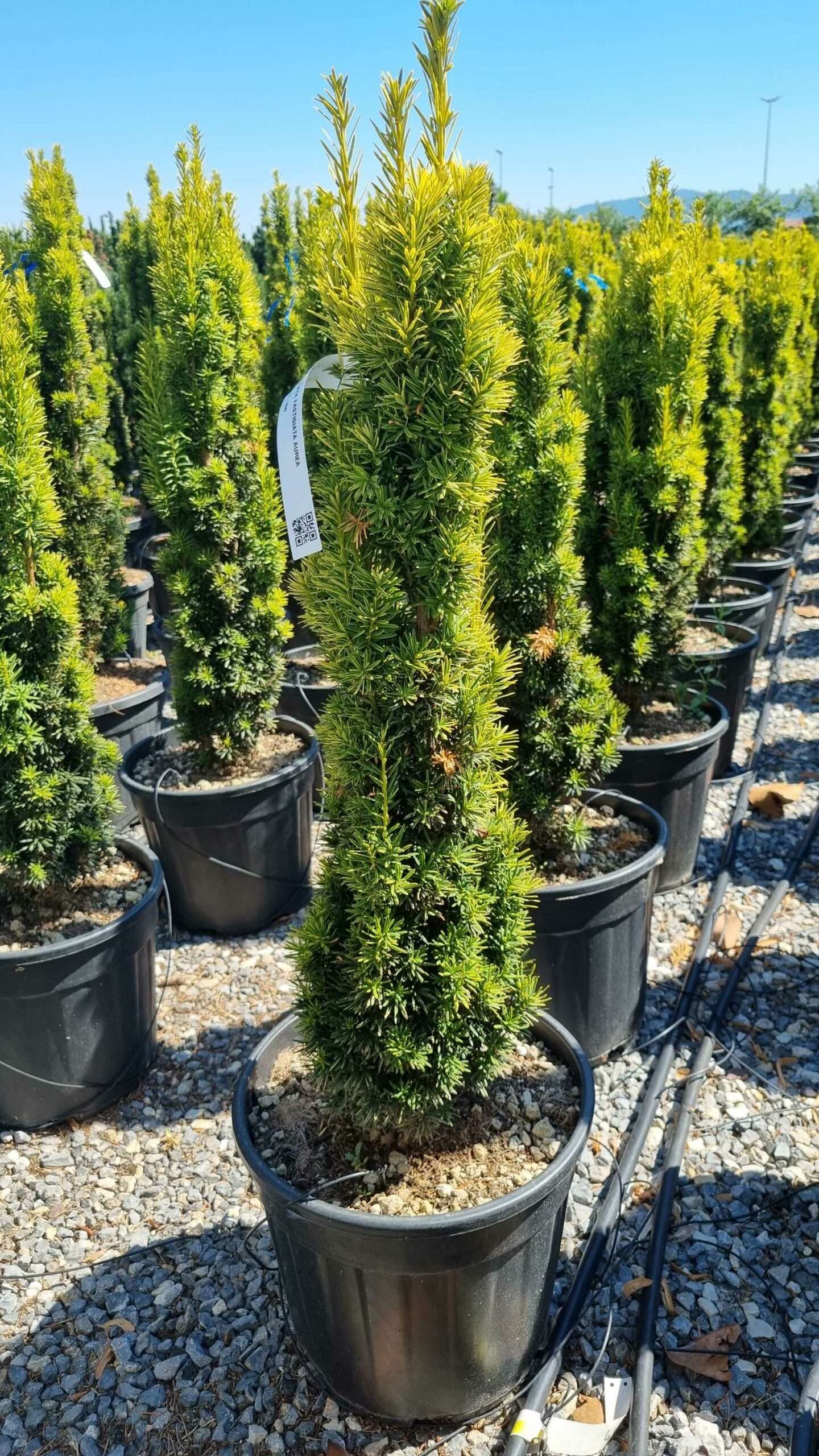 1657893717 scaled b47e710c