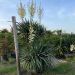 1660063437 yucca gloriosa specimen b4e9b768