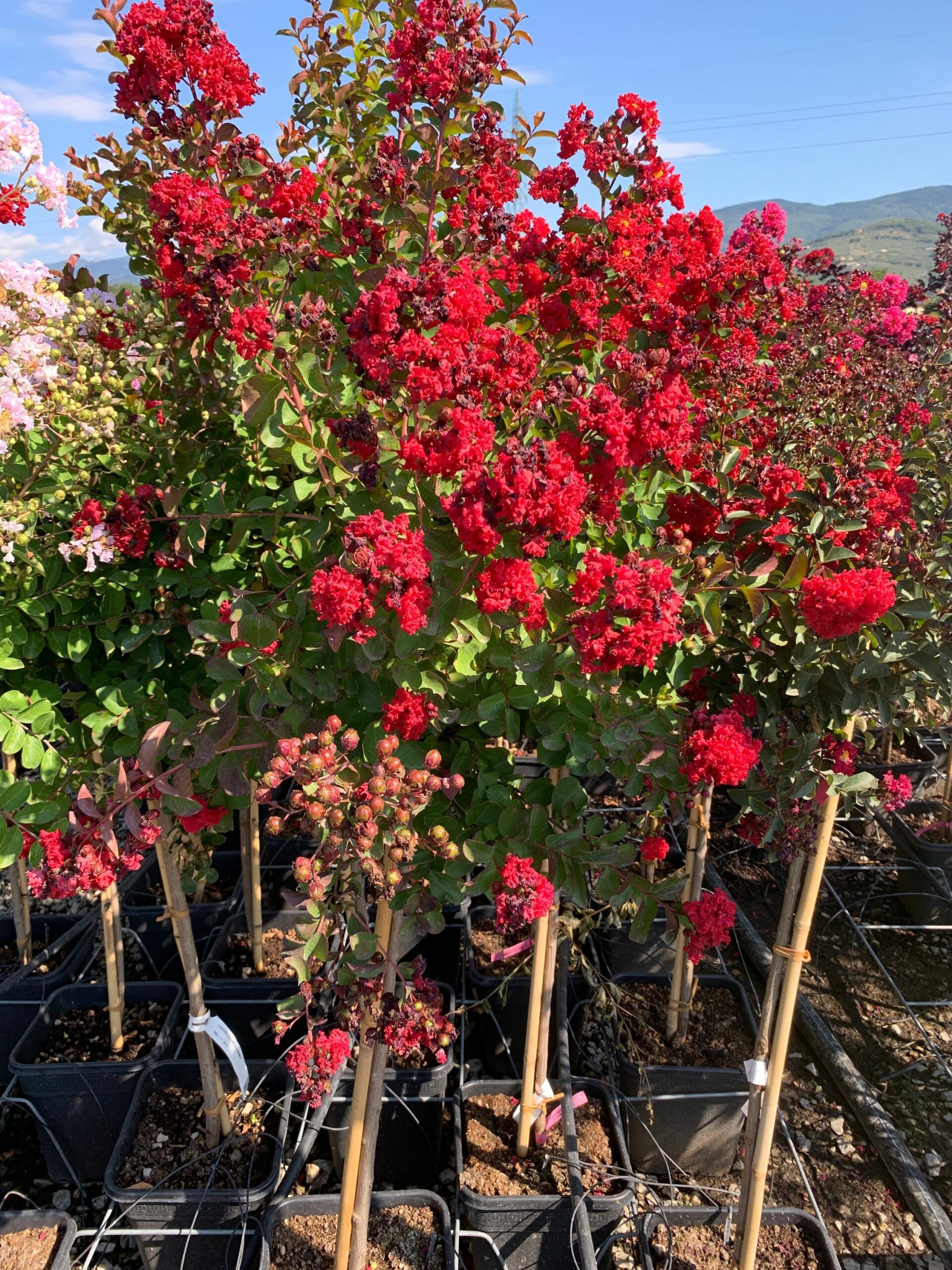 1662107784 scaled b4ae88e0