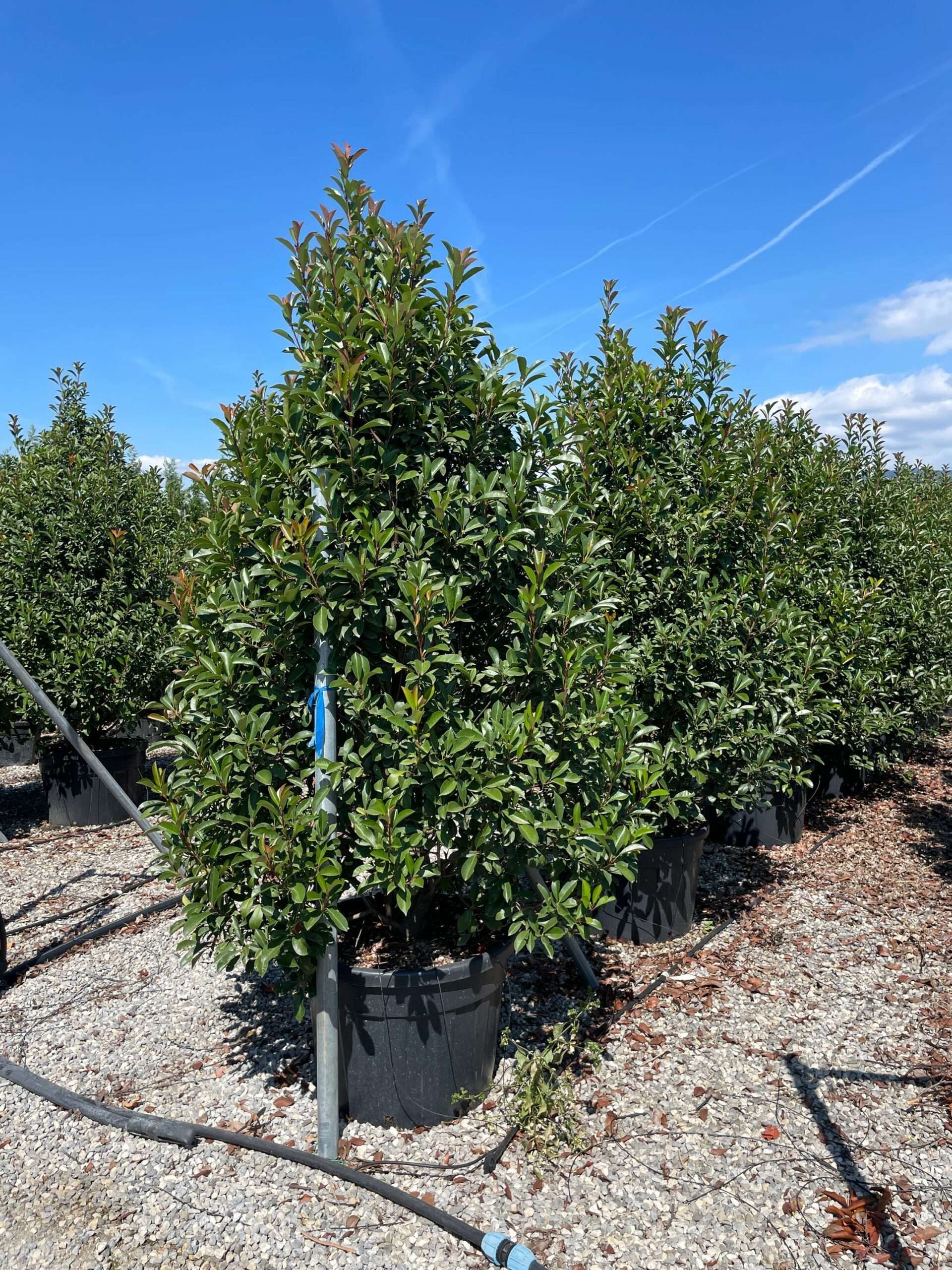 1662113703 scaled b4225424