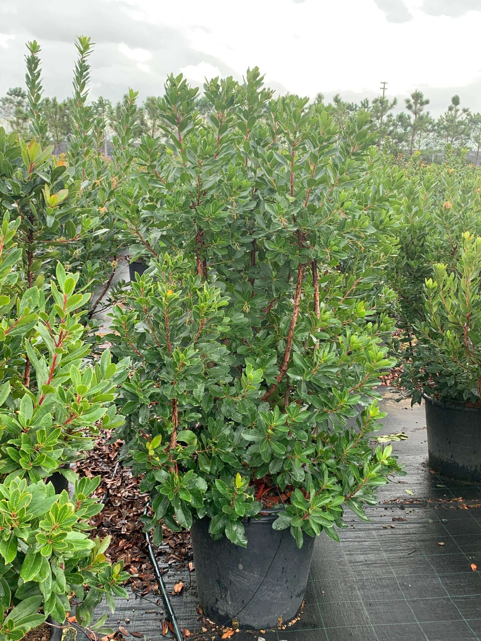 1635951061 scaled b554ea43