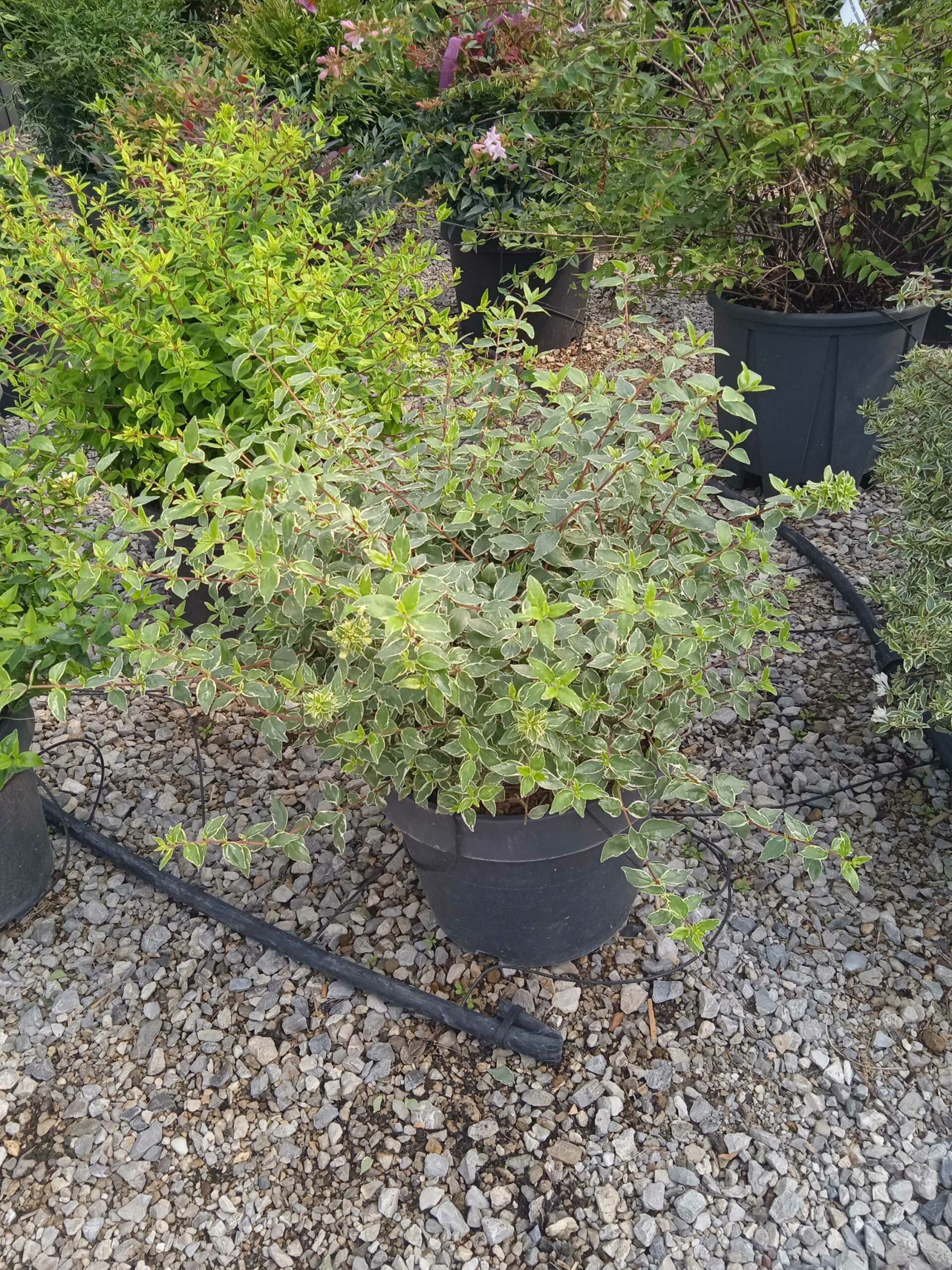 1662370518 scaled b5d9b9db