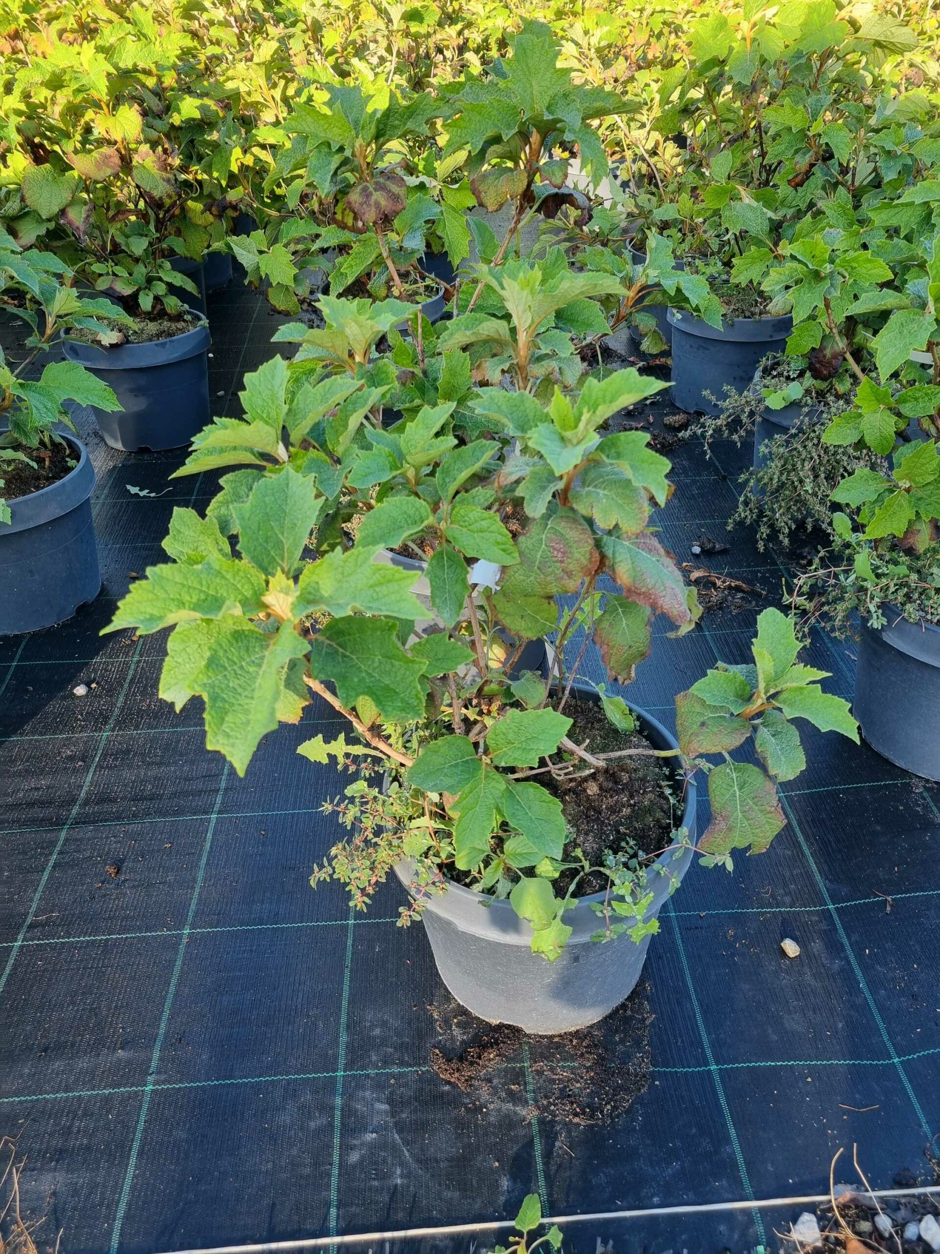 1663571131 scaled b59d9712