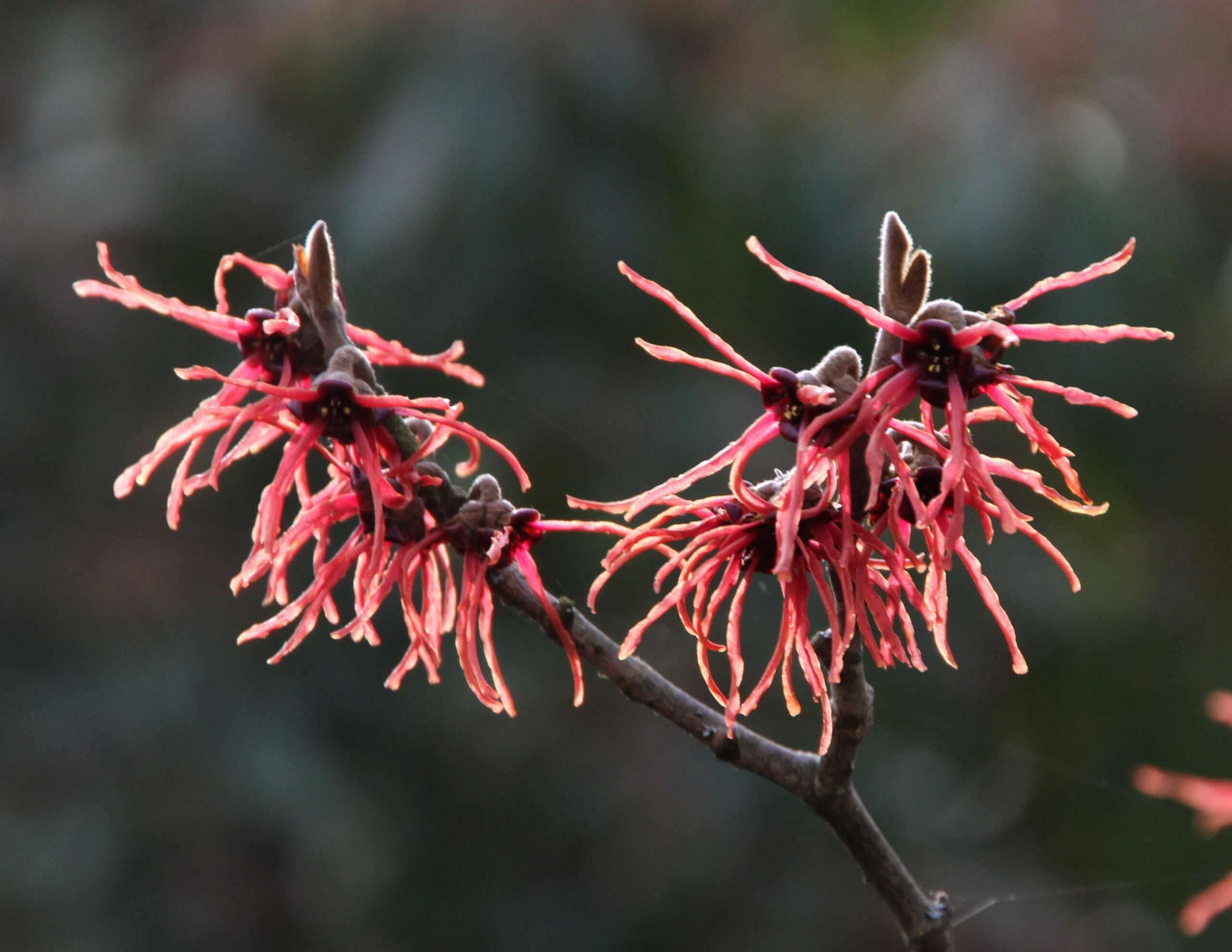 Baden Baden Hamamelis %C3%97 intermedia Ruby Glow 04 Zaubernuss 2014 gje 1 scaled b5854d8d