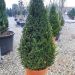 1614165311 5 Buxus microphylla Faulkner Clt 30 100 120 Cone 69 00 b6a0b344