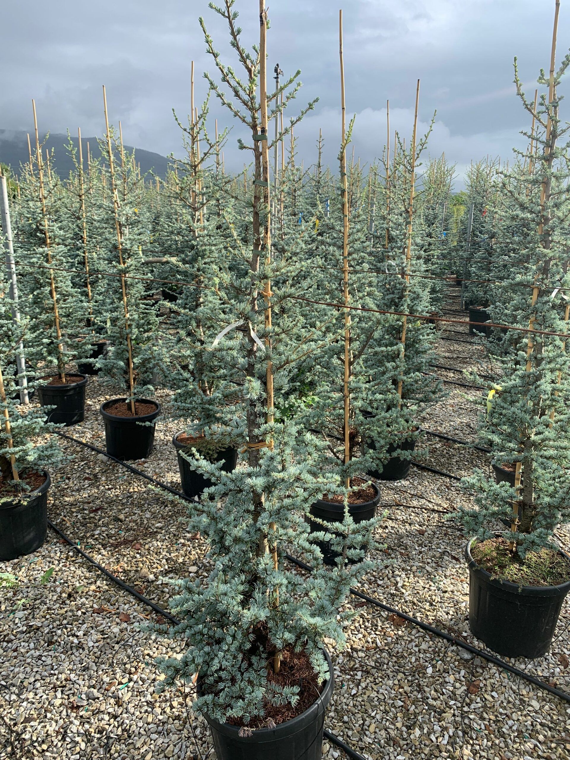 1633419598 scaled b66331a5