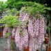 1645806496 425 Wisteria floribunda scaled b6cc14ec