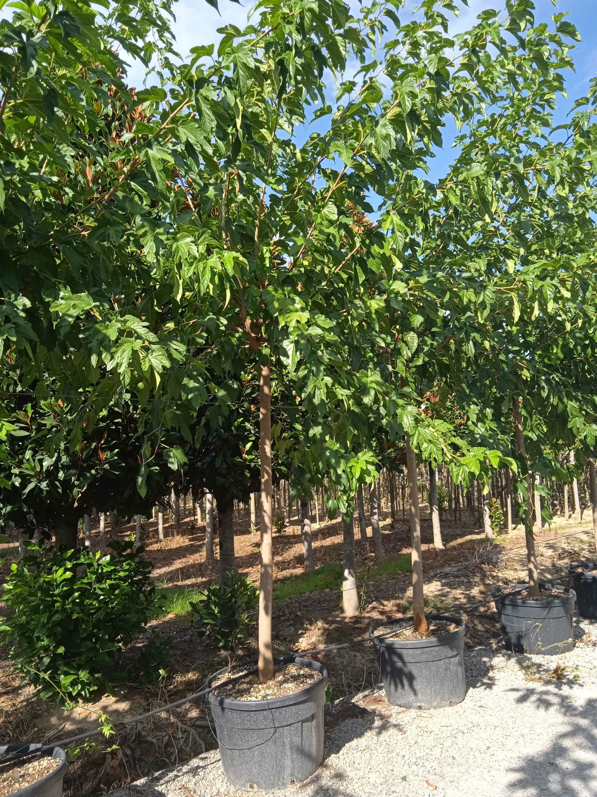 1662042741 scaled b6e6a426