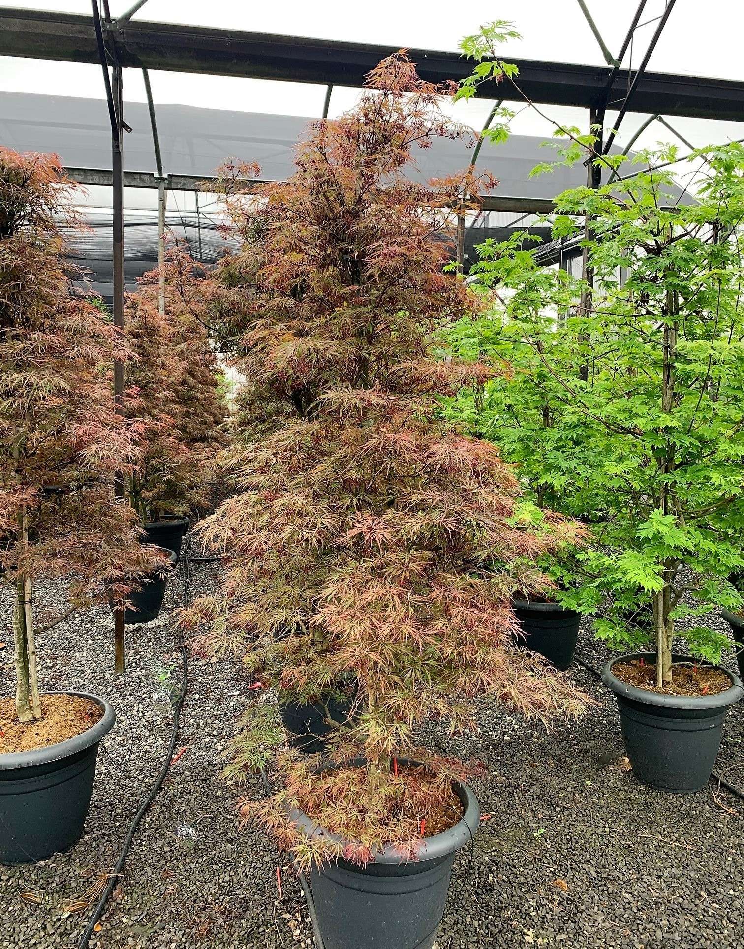 1621237579 inaba deco 175 200 b787bdc5