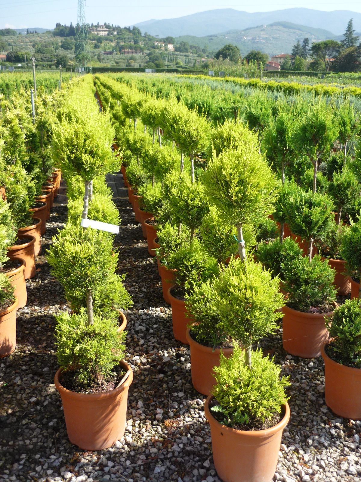 1624377610 Cupressus. Mac. Goldcrest b7bcf9f1