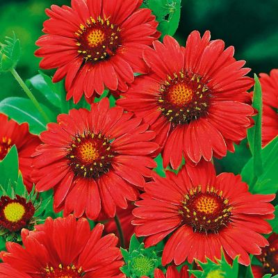 GAILLARDIA aristata 'Burgunder'