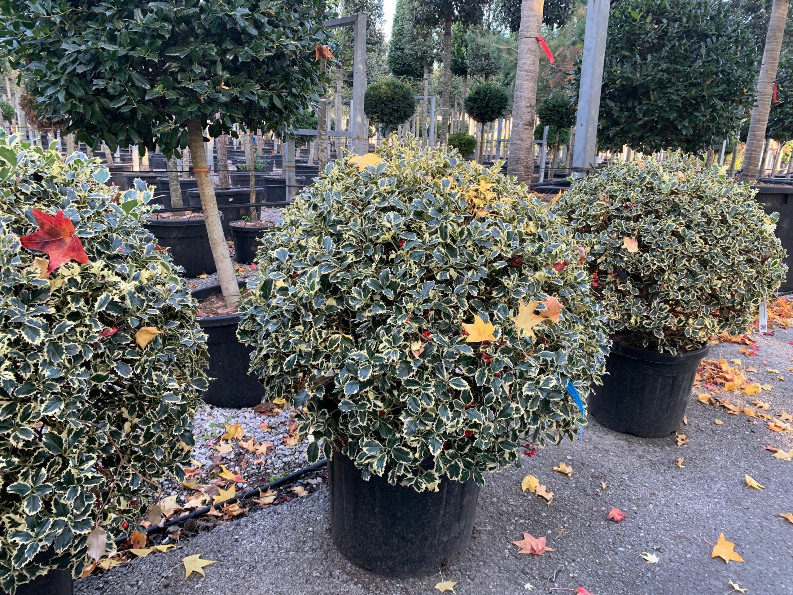 1635318922 scaled b881244d