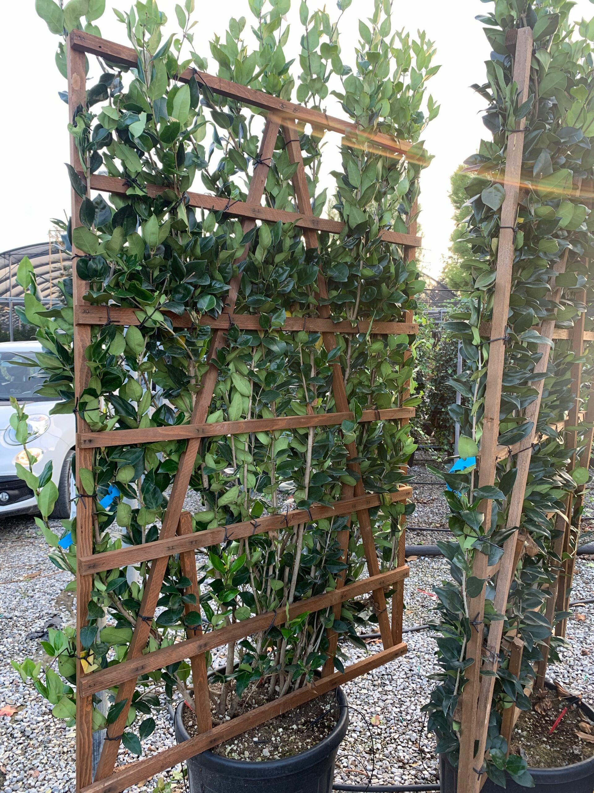 1636642183 scaled b8007345