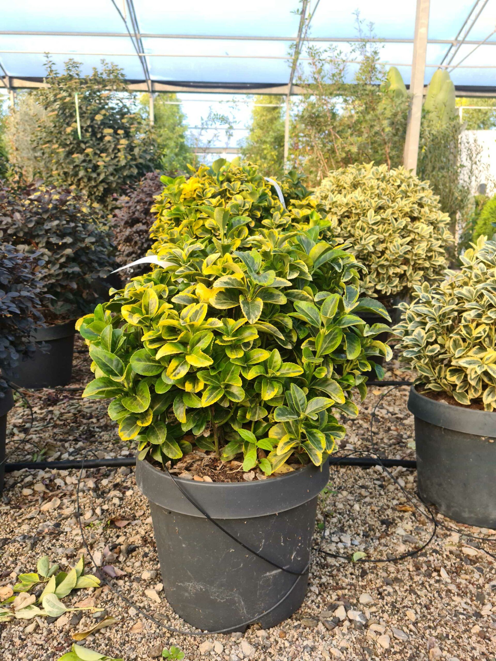 1639469429 scaled b8d6a4aa