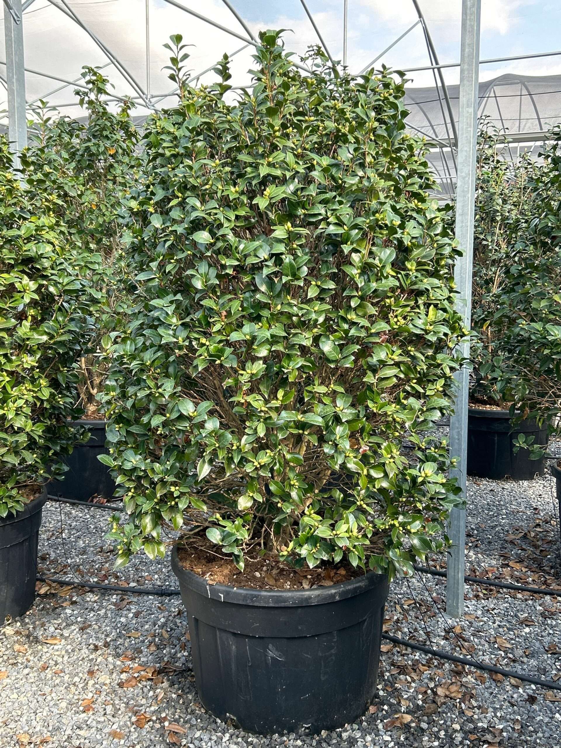 1697287154 scaled b8df832f