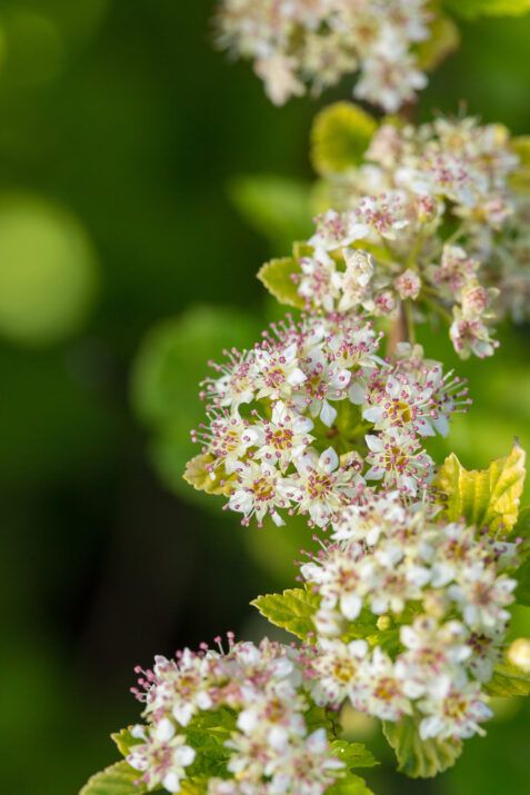 lucky devil 2 b80325f0