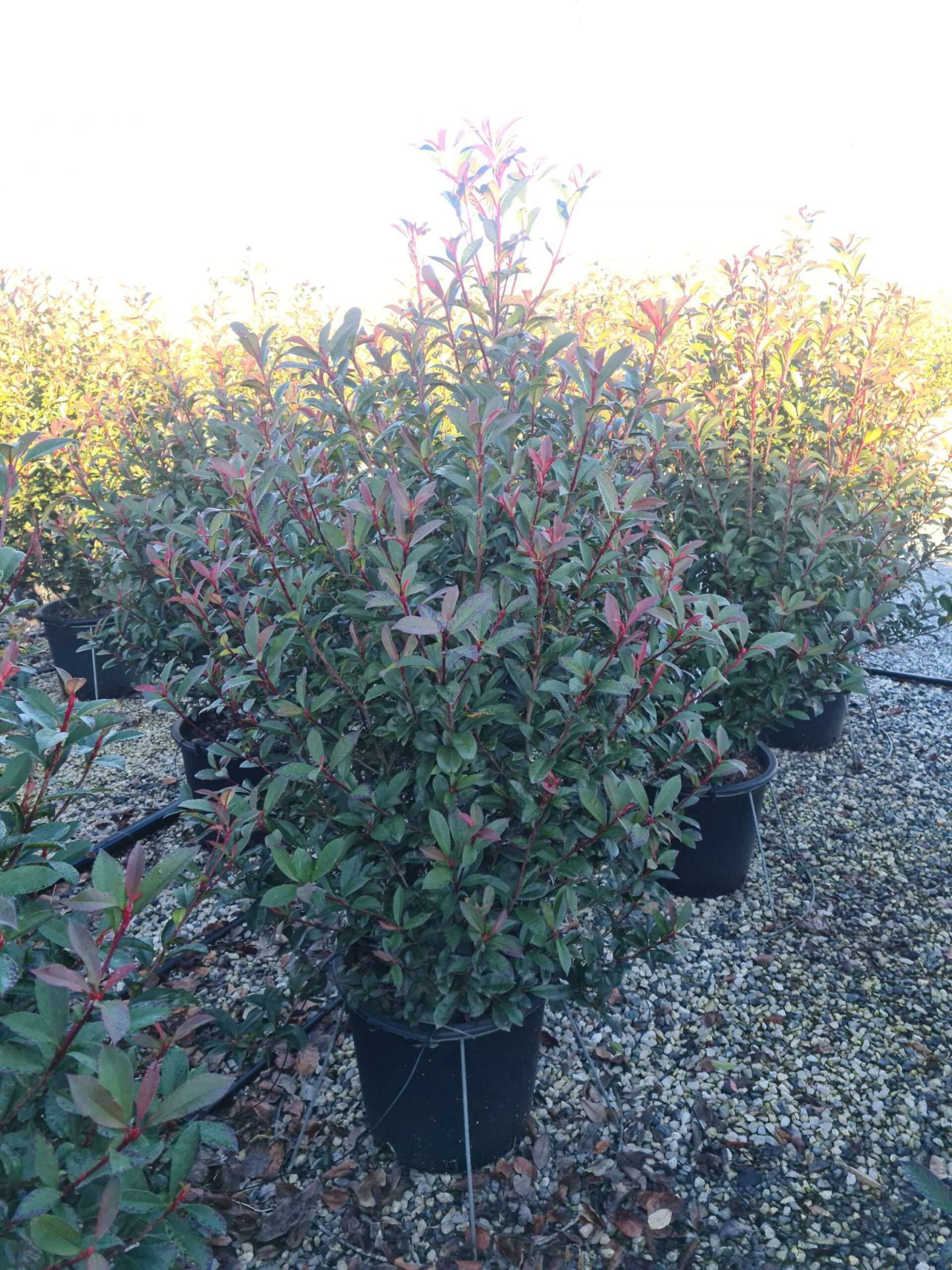 1639730095 scaled b95afdea