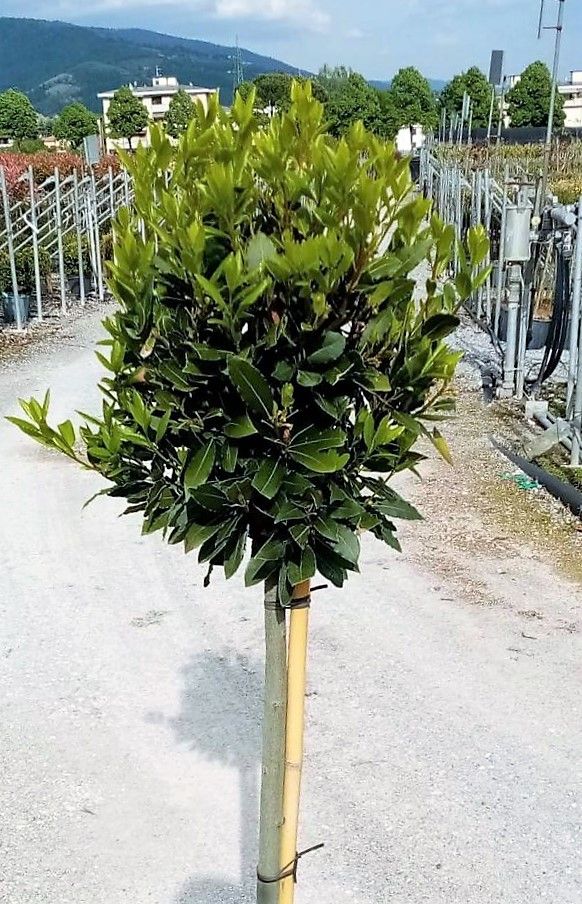 1652431716 PHOTO 2022 05 03 17 11 13 b929600a