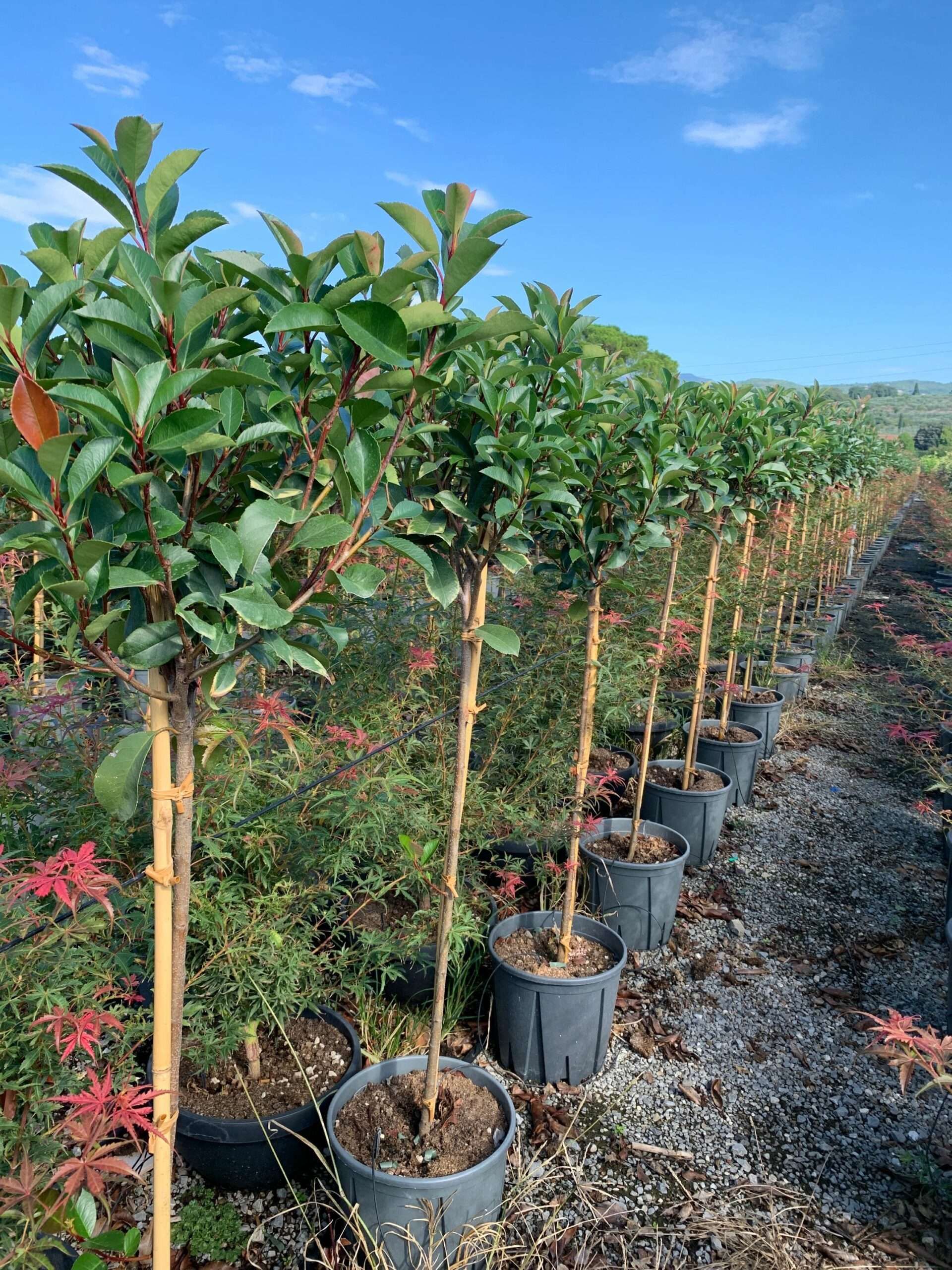 1662106484 scaled b97d42dd