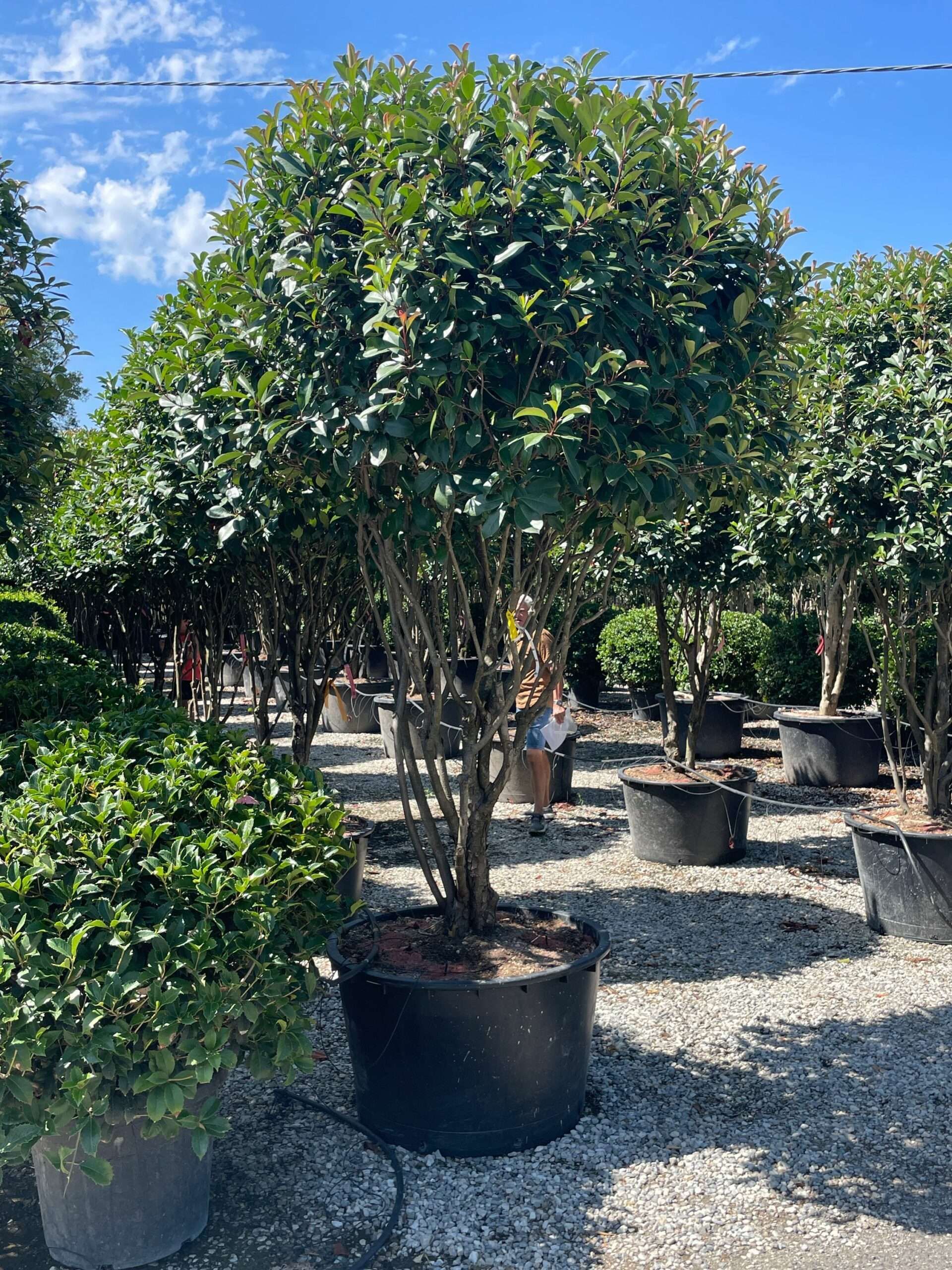 1691400743 scaled b9abce9c