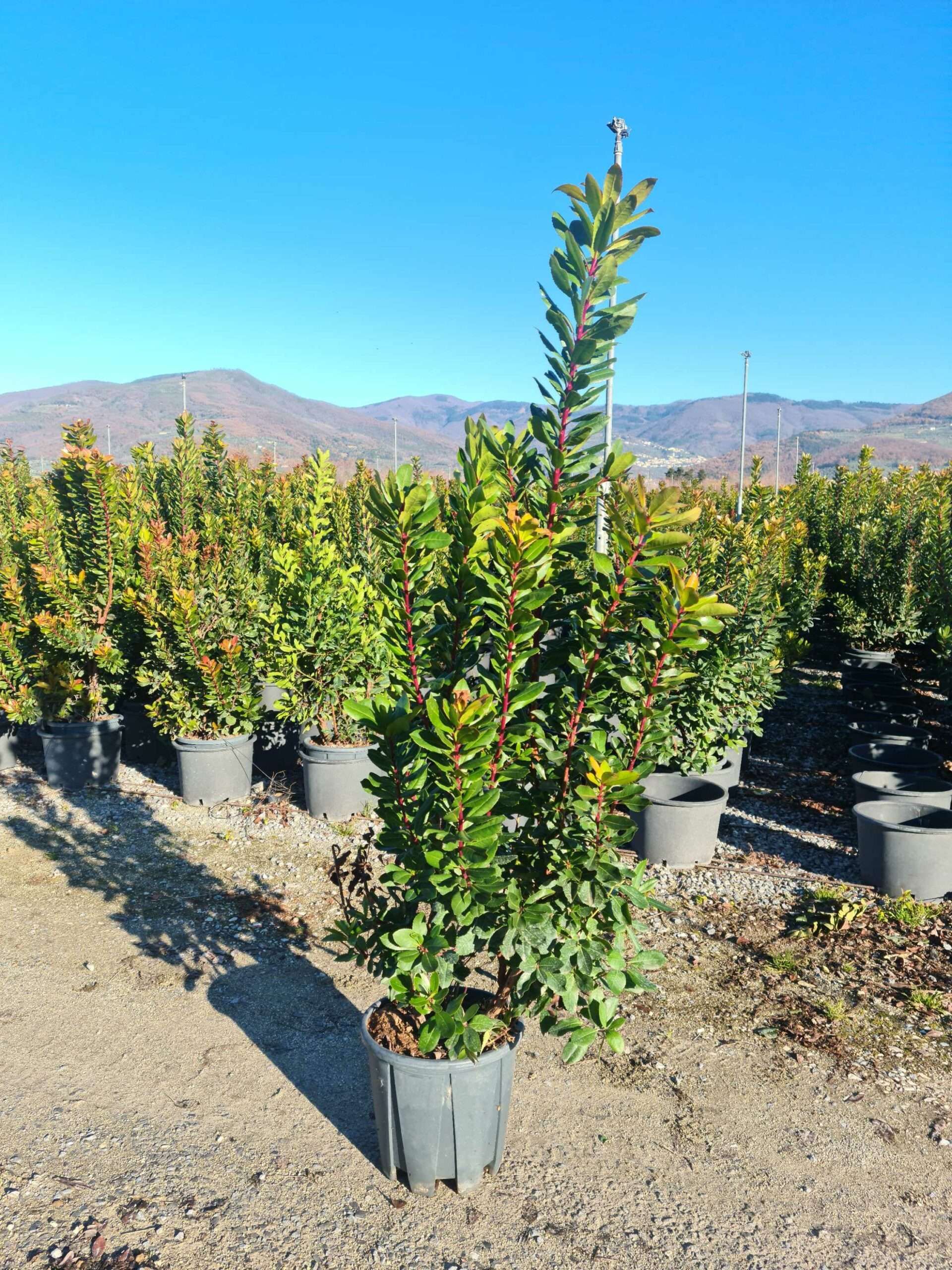 1639732415 scaled bad5587a