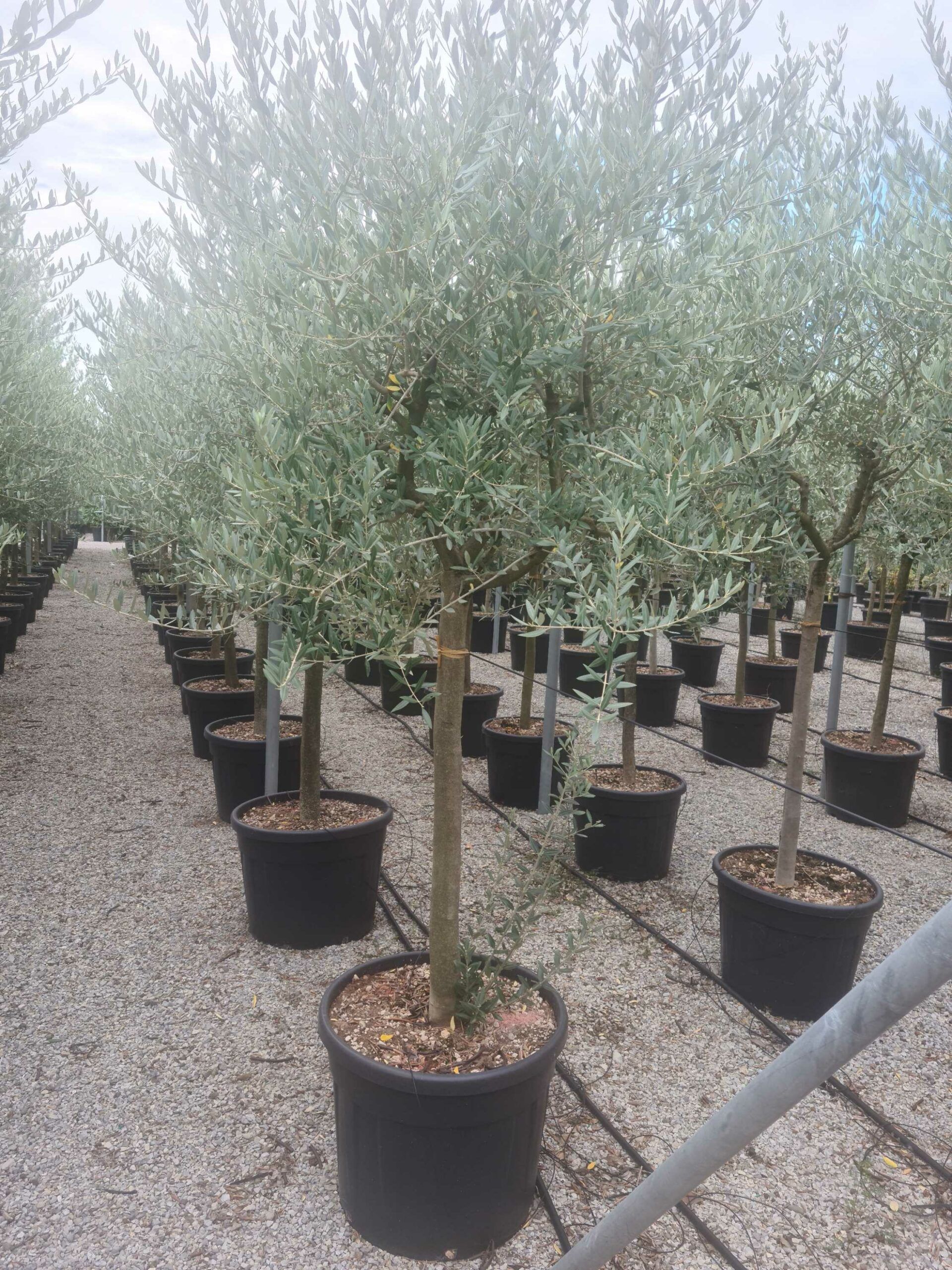 1661935494 scaled ba3d1c49