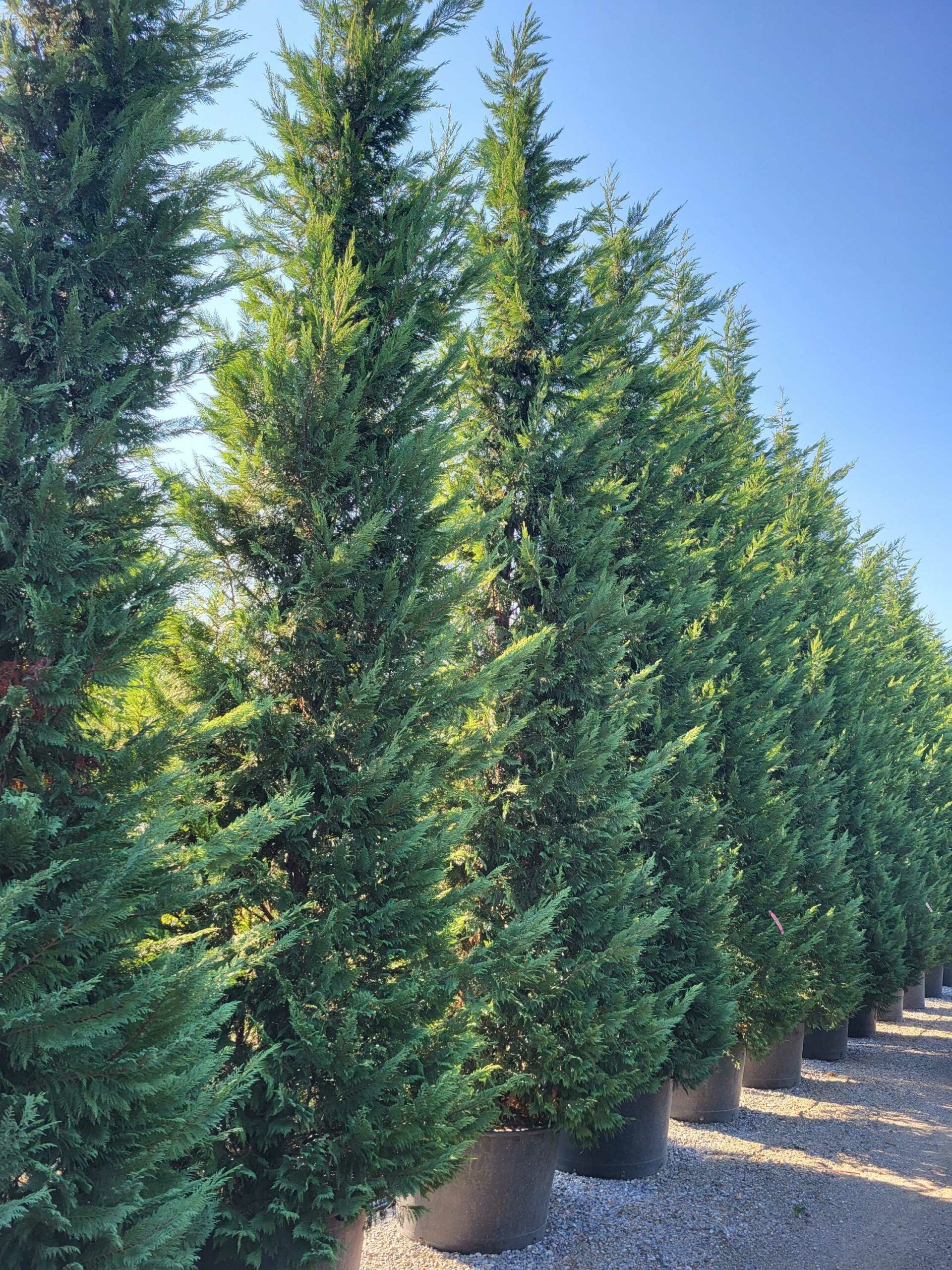 1692688855 scaled ba12b1a4