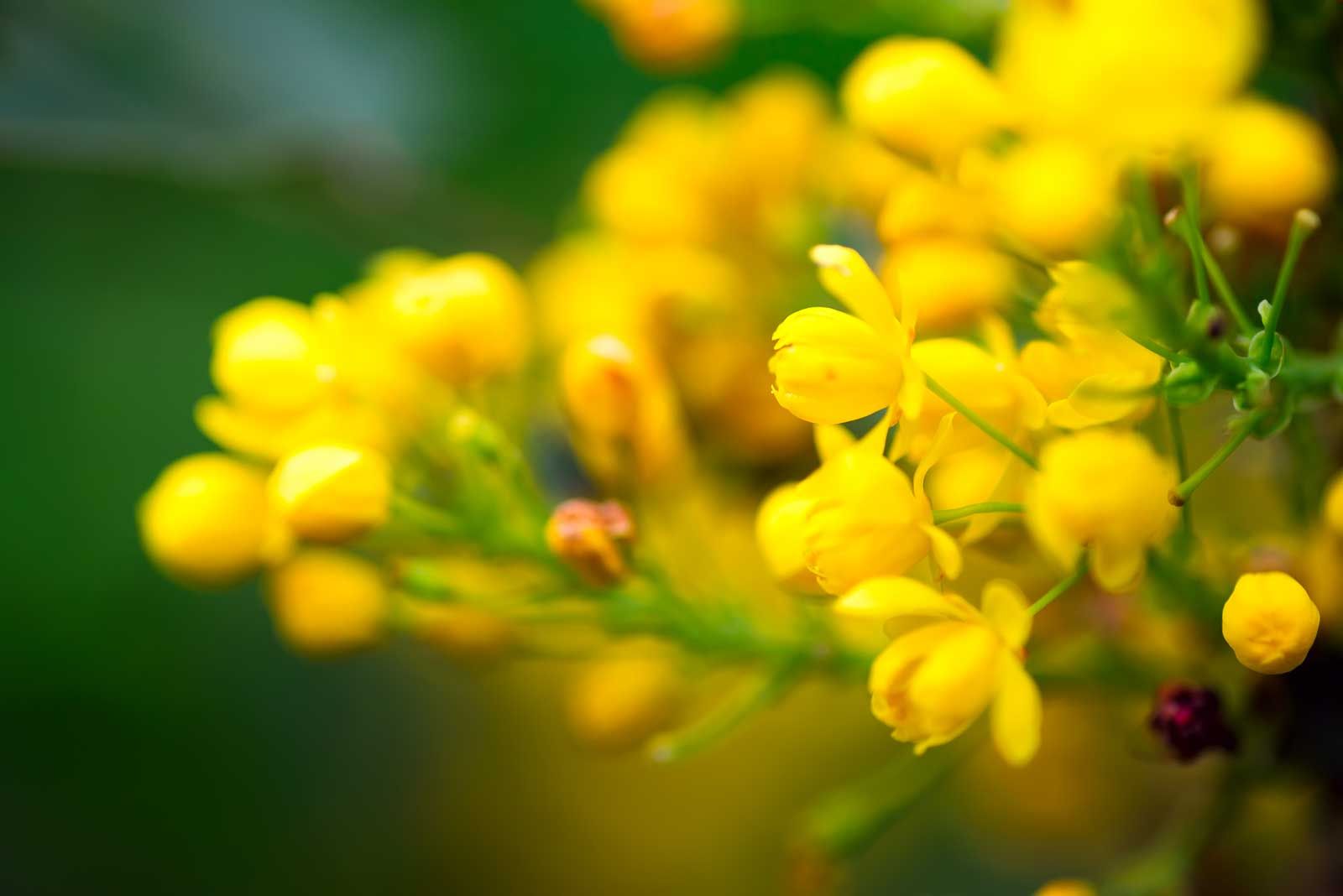 La mahonia che fiorisce in autunno