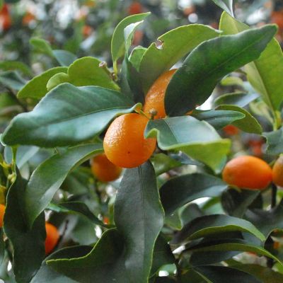 CITRUS kumquat 'Nagami'