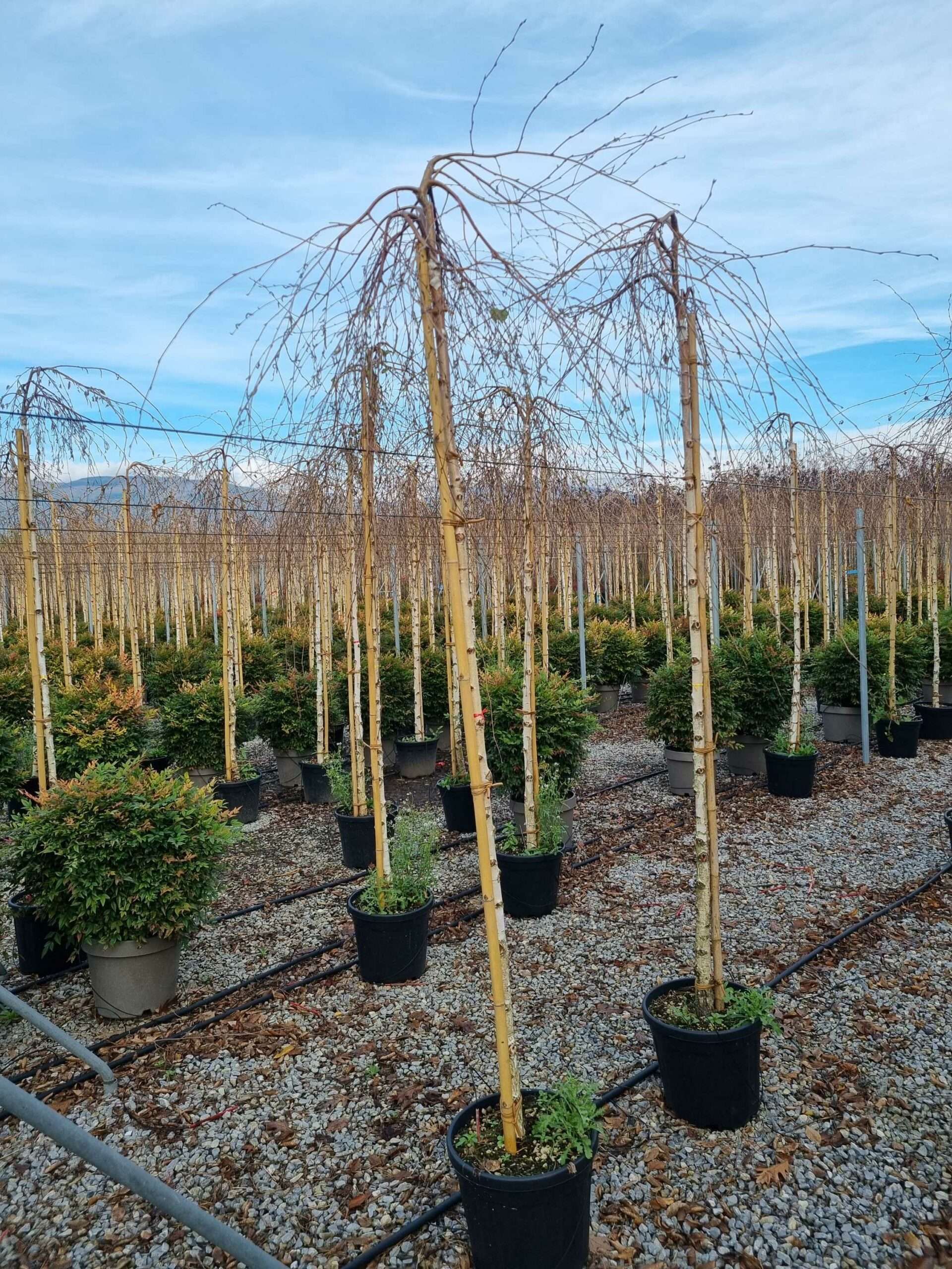 1669035404 scaled bbe2804c