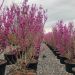 1680852863 cercis siliquastrum bb51a060