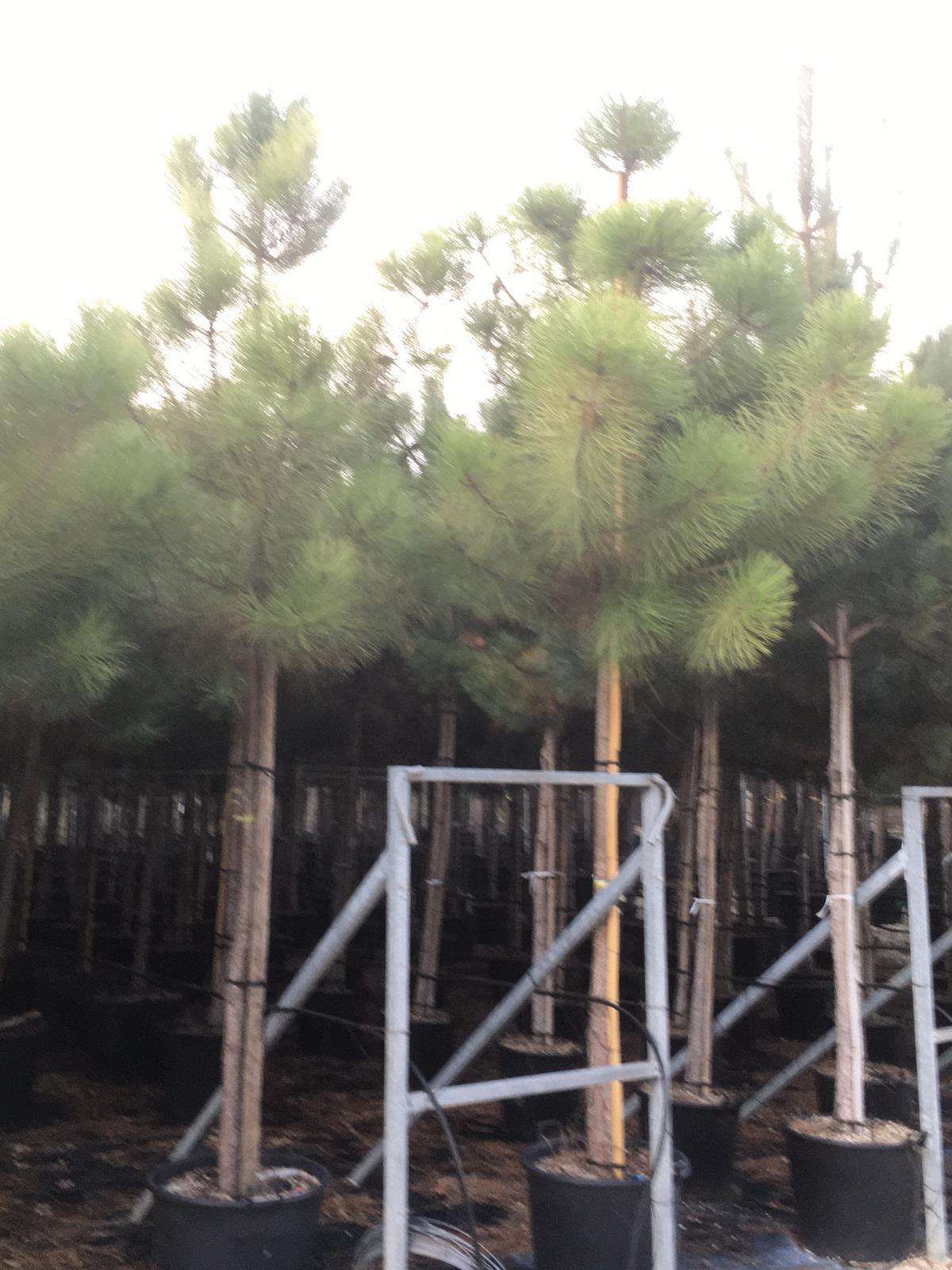 1610644885 Pinus Pinaster 16 18 bc87c79f