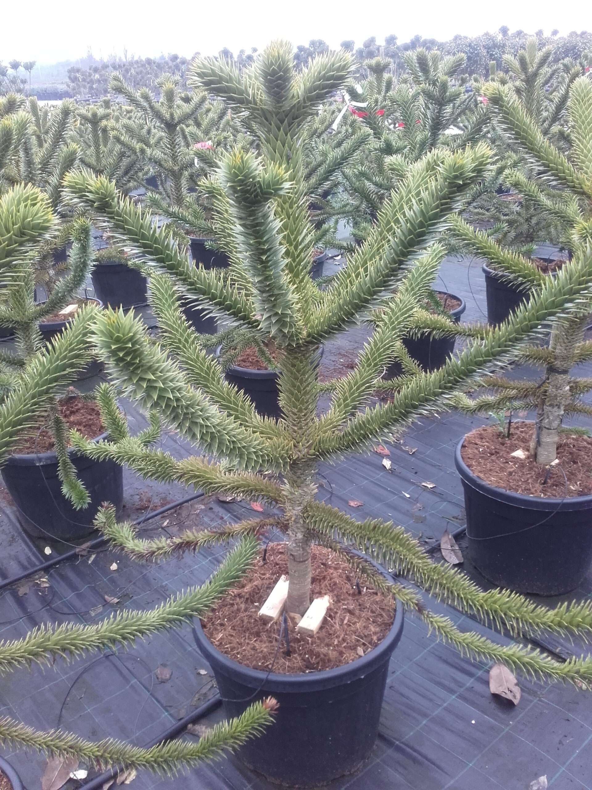 1610979680 110 120 01 scaled bc74b4a9