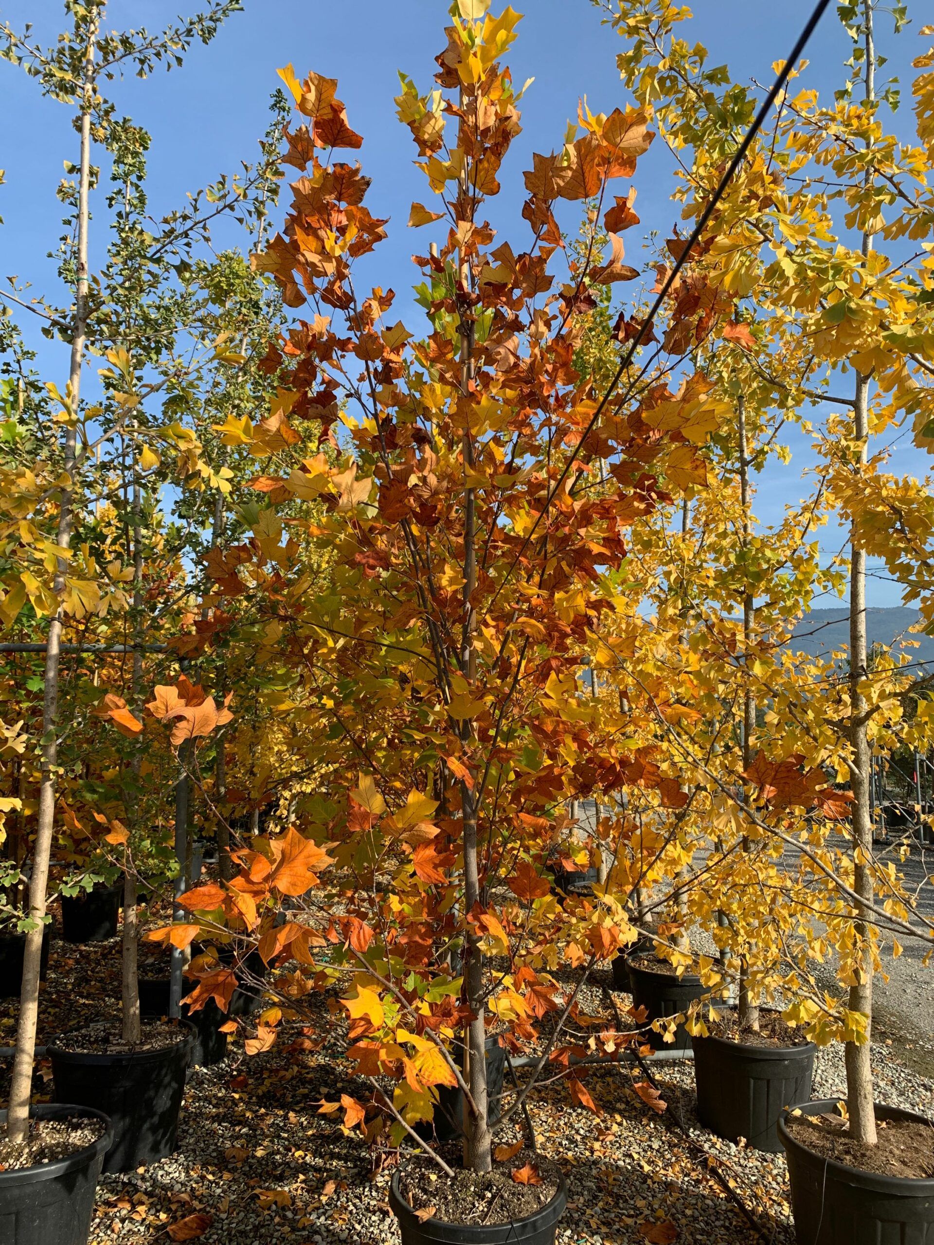 1635495825 scaled bc64ac66