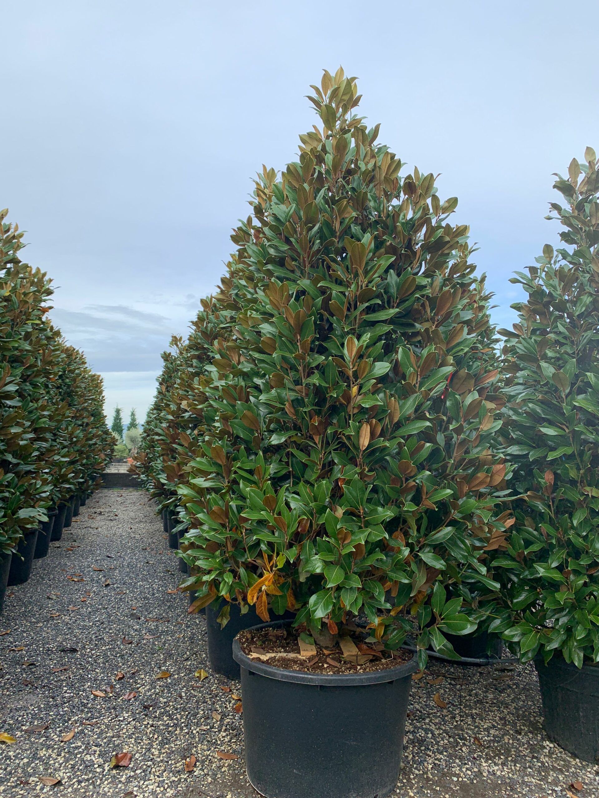 1636102261 scaled bc4cb039