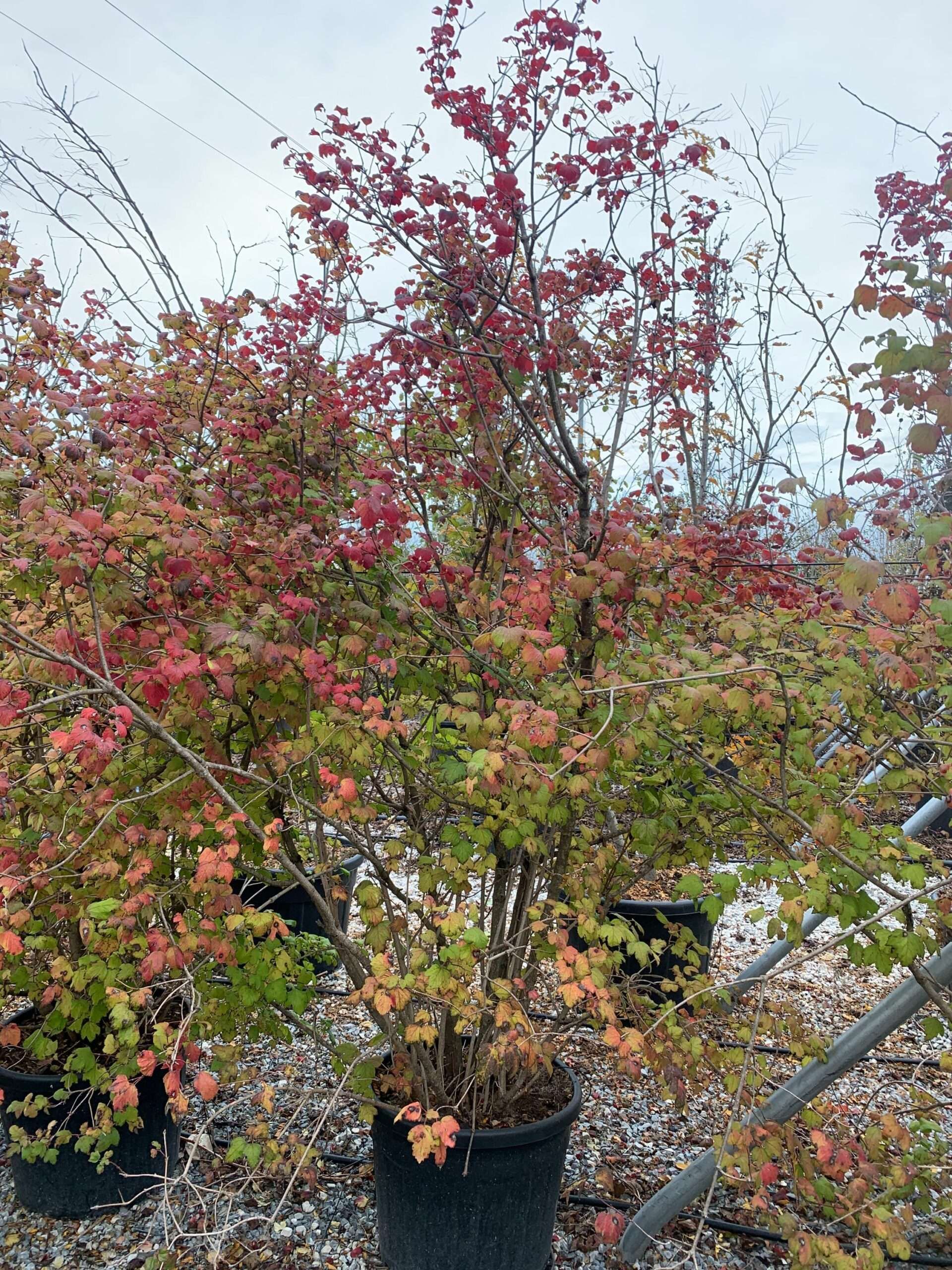 1636122835 scaled bc84ccd3