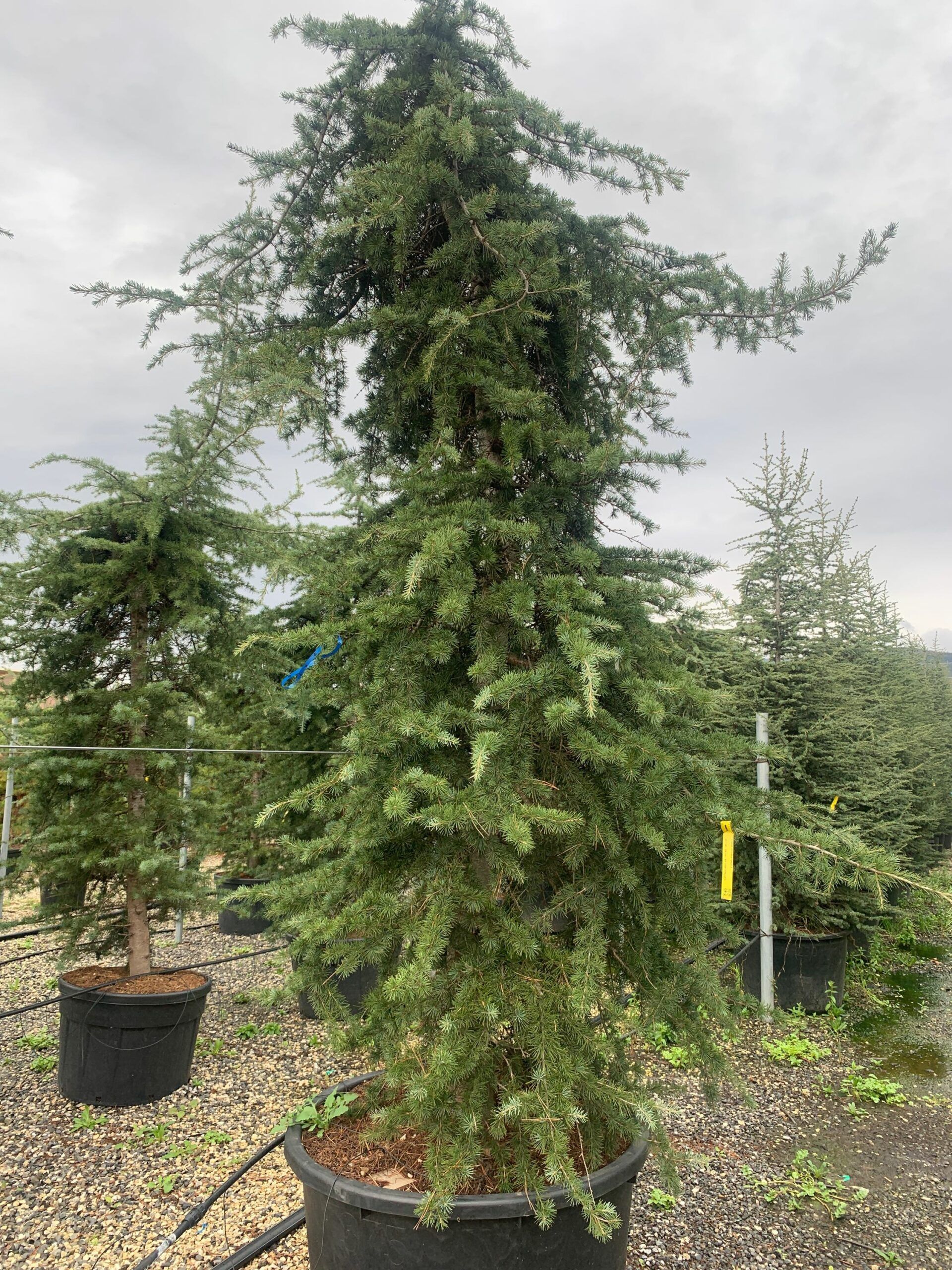 1636974335 scaled bc6ee6ad