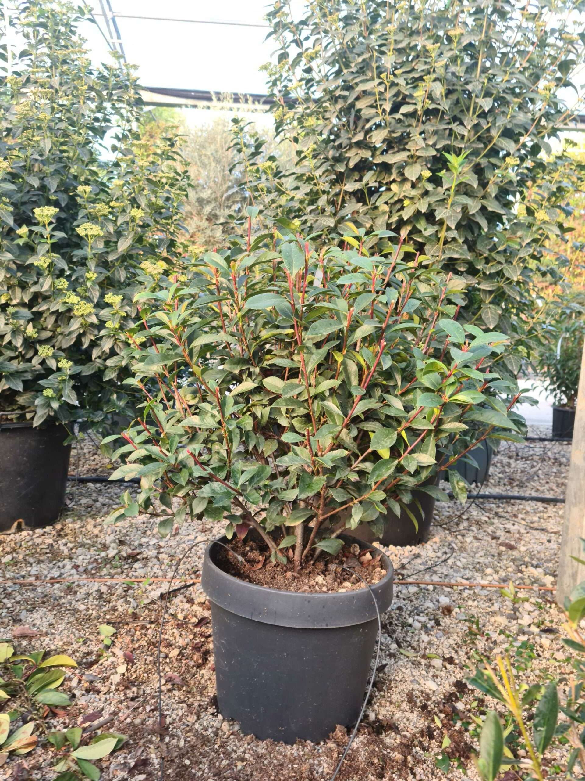 1639469272 scaled bc36ec01