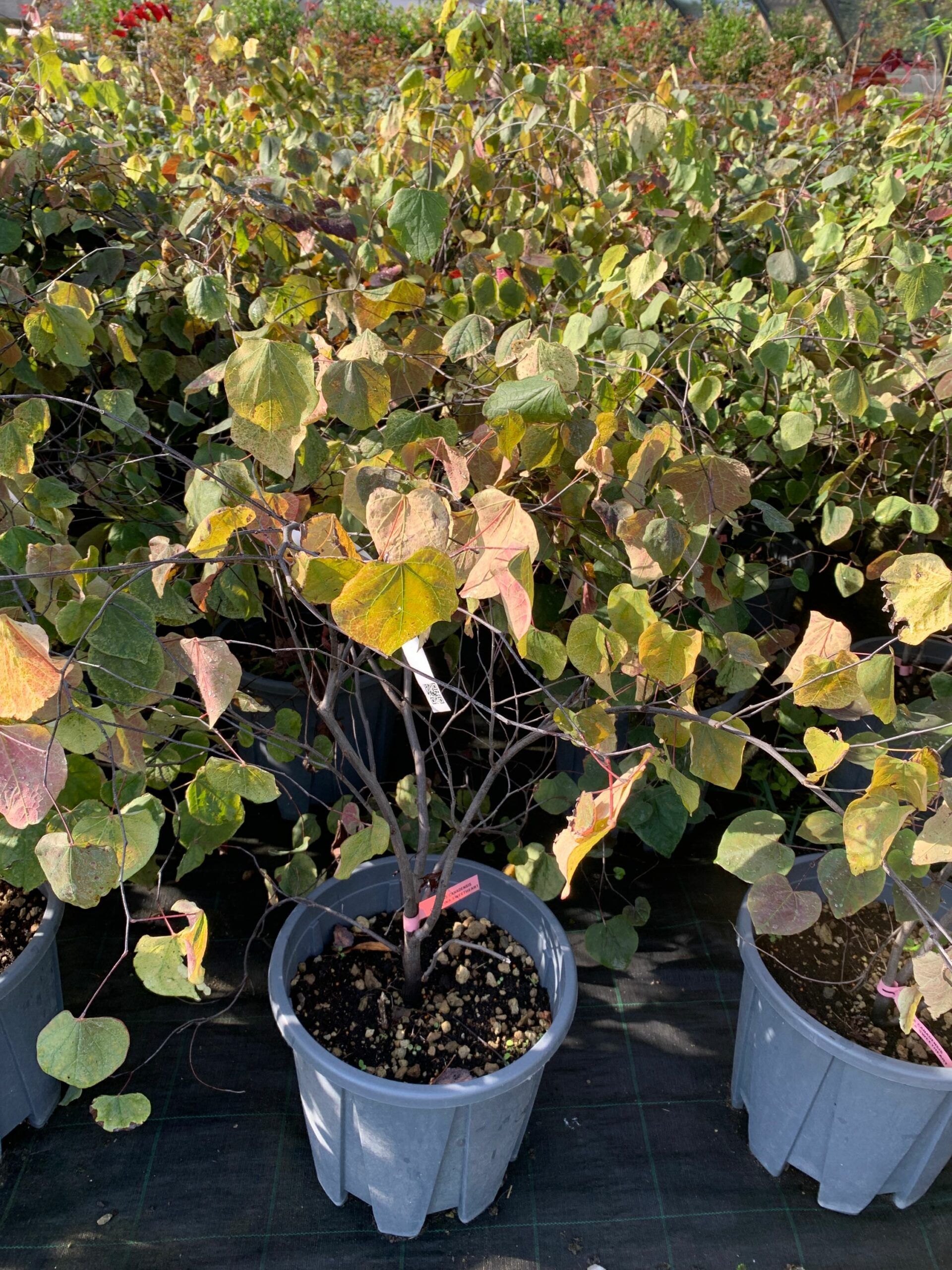 1662362451 scaled bc4cf433