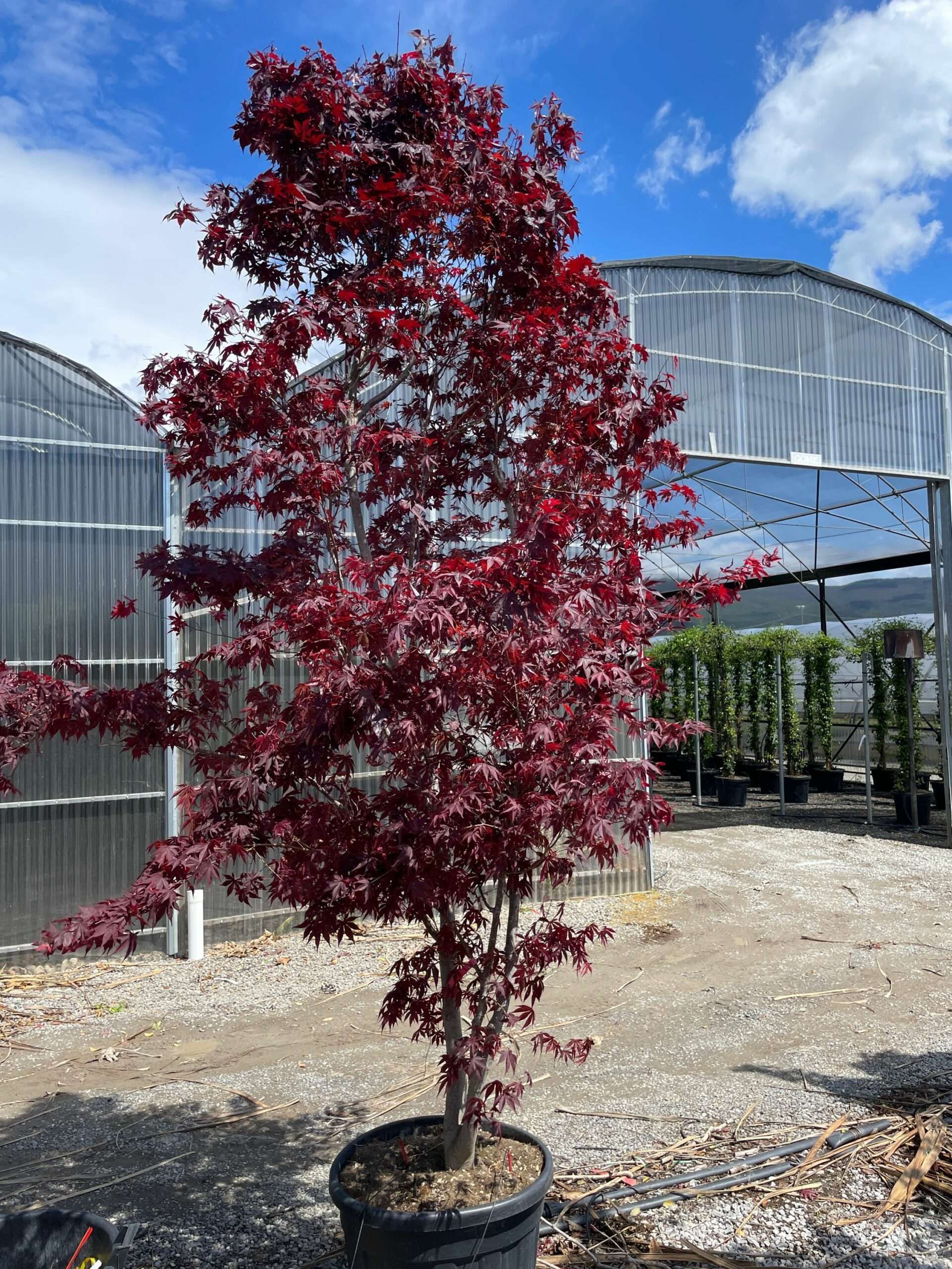 1683108629 scaled bc76e48e