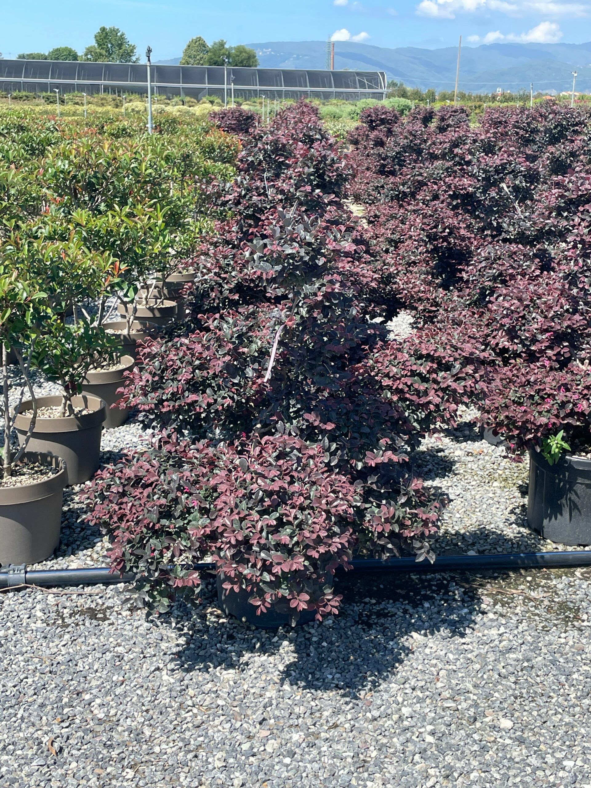 1690797507 scaled bc79b752