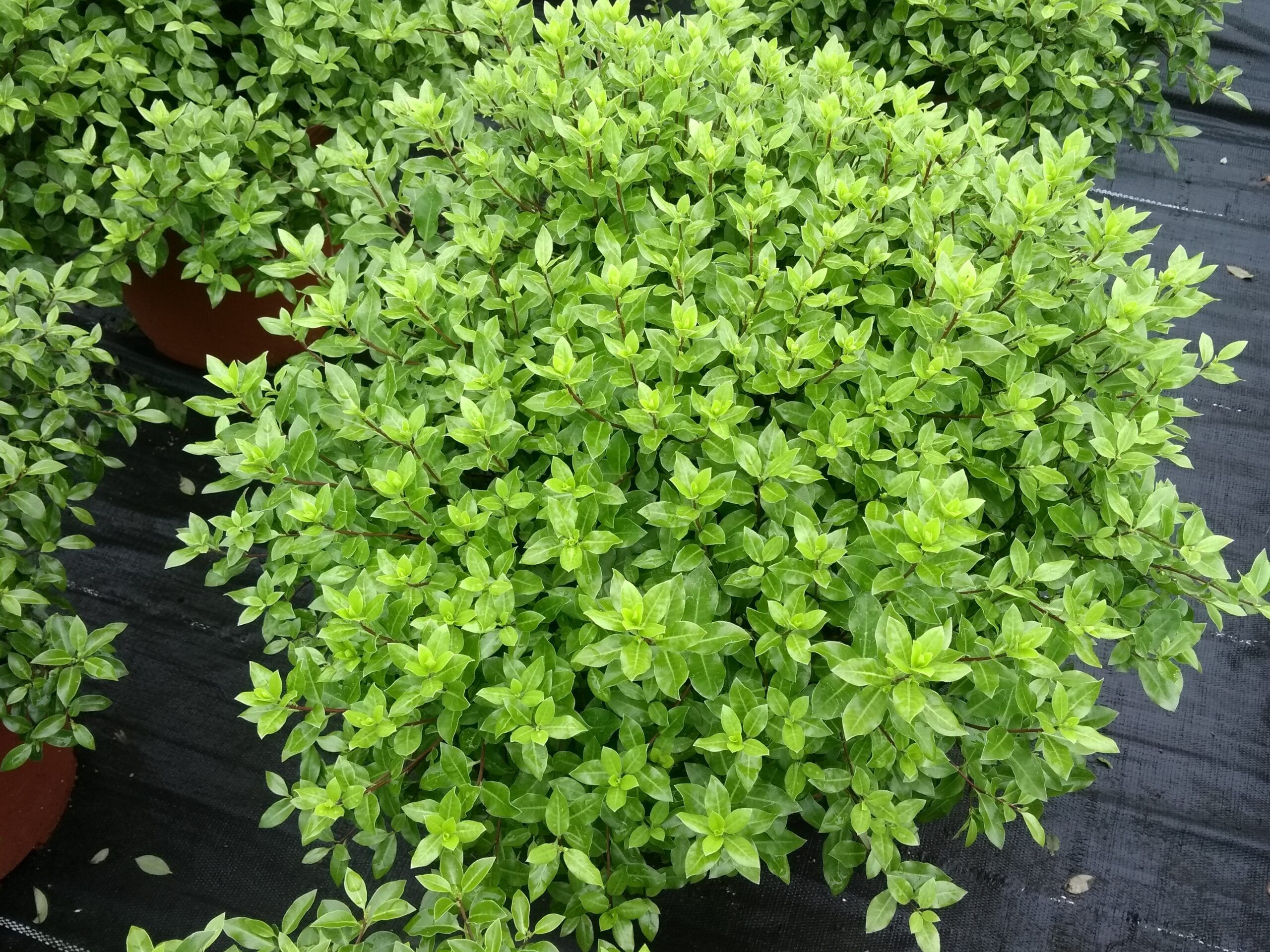 Pittosporum Beach Ball 4 PC Diantha Flexsupport scaled bc3be0e6