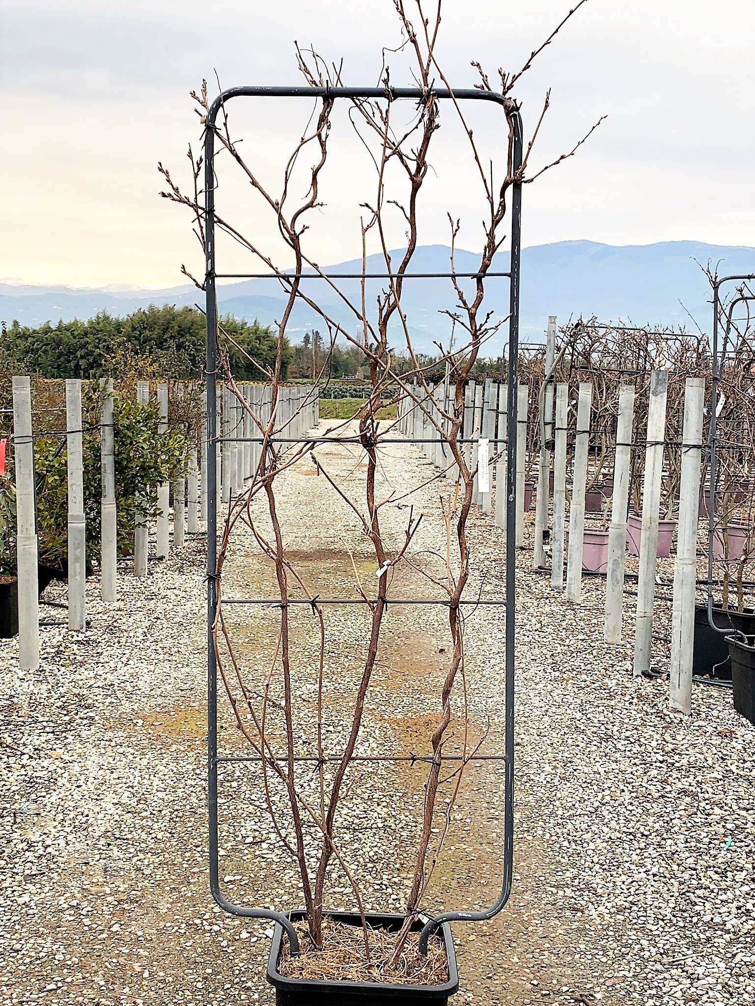 1614157867 10 Wisteria brachybotrys Shiro Cap. Fuji Vqlt 25 150x055 Pleached 55 00 bd1ad83d