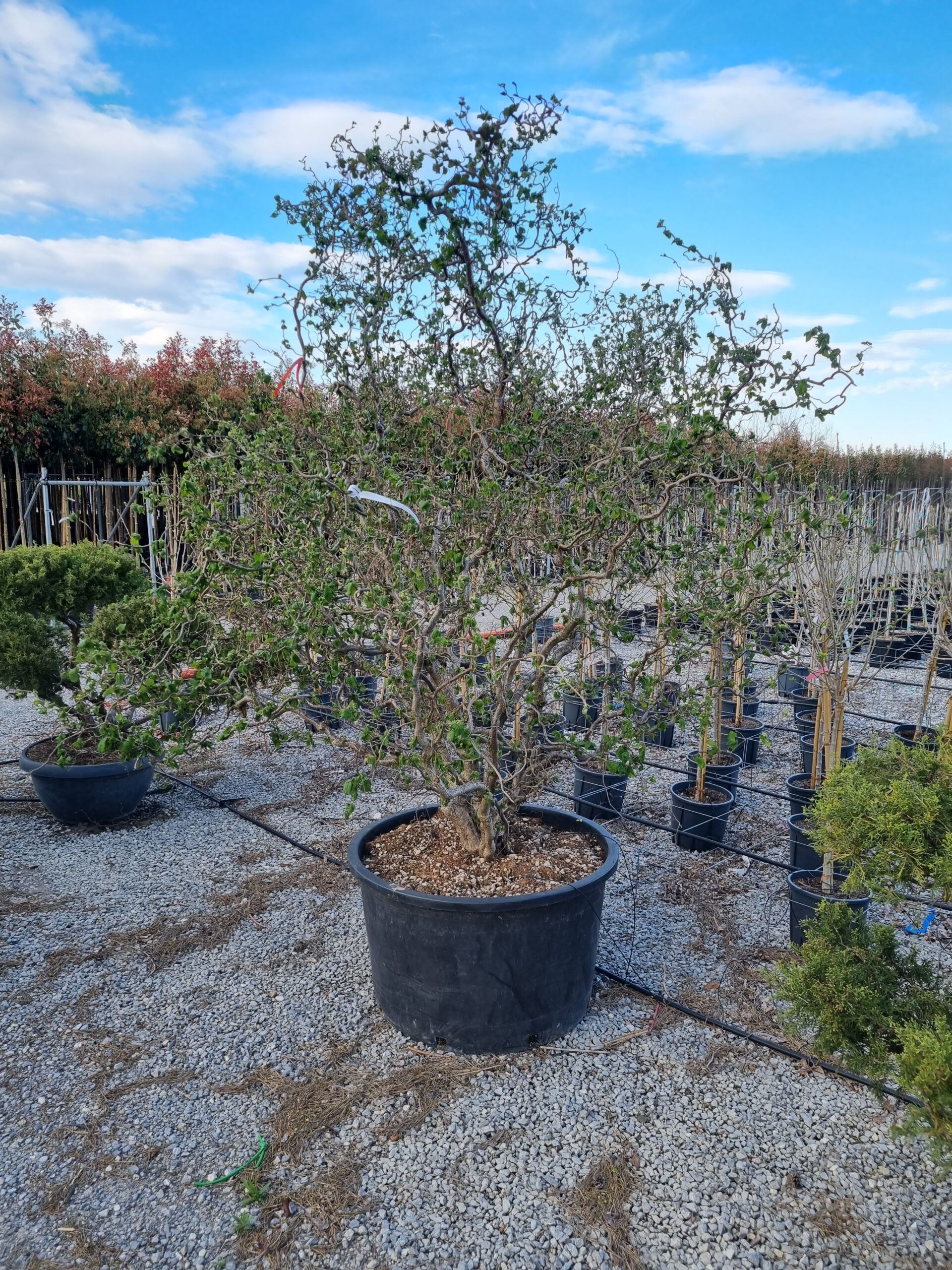 1680852779 corylus avellana contorta scaled bd1520a9