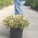 1696259792 Abelia grandiflora CONFETTI C15 18 bd616c70